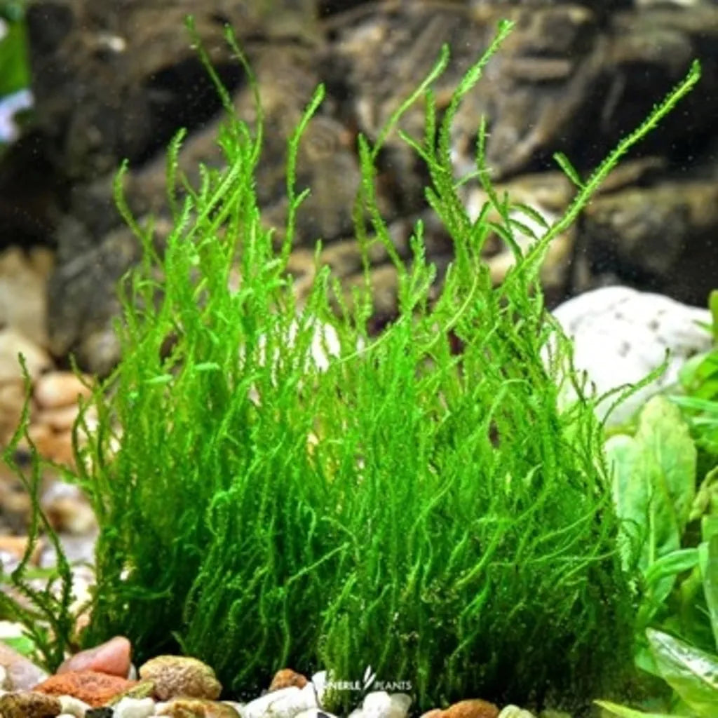Taxiphyllum sp. "Flame Moss" In Vitro - Muschio Verticale per Terrarium e Acquari