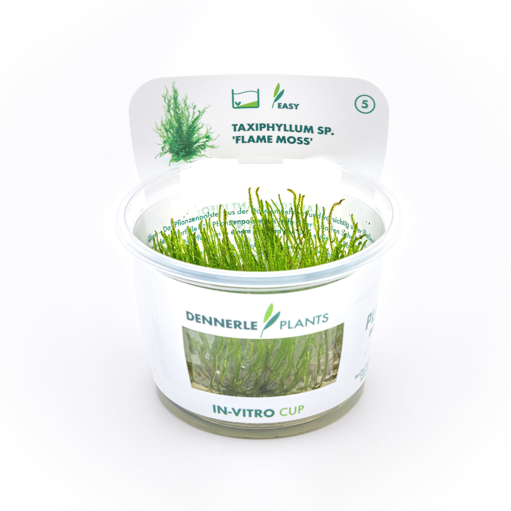 Muschio Flame Moss Dreaming Plants in formato In Vitro con il tipico portamento verticale a spirale, ideale per decorare legni e rocce in terrarium chiusi.