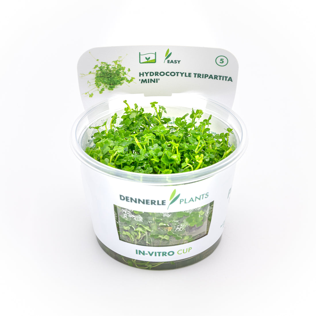 Hydrocotyle tripartita Mini In-Vitro