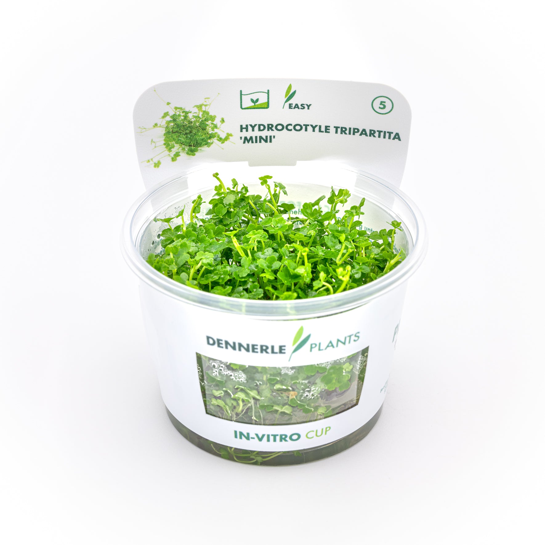 Pianta Hydrocotyle tripartita Mini Dreaming Plants in formato In Vitro con piccole foglie lobate verdi, ideale per prati e coperture in terrarium chiusi.