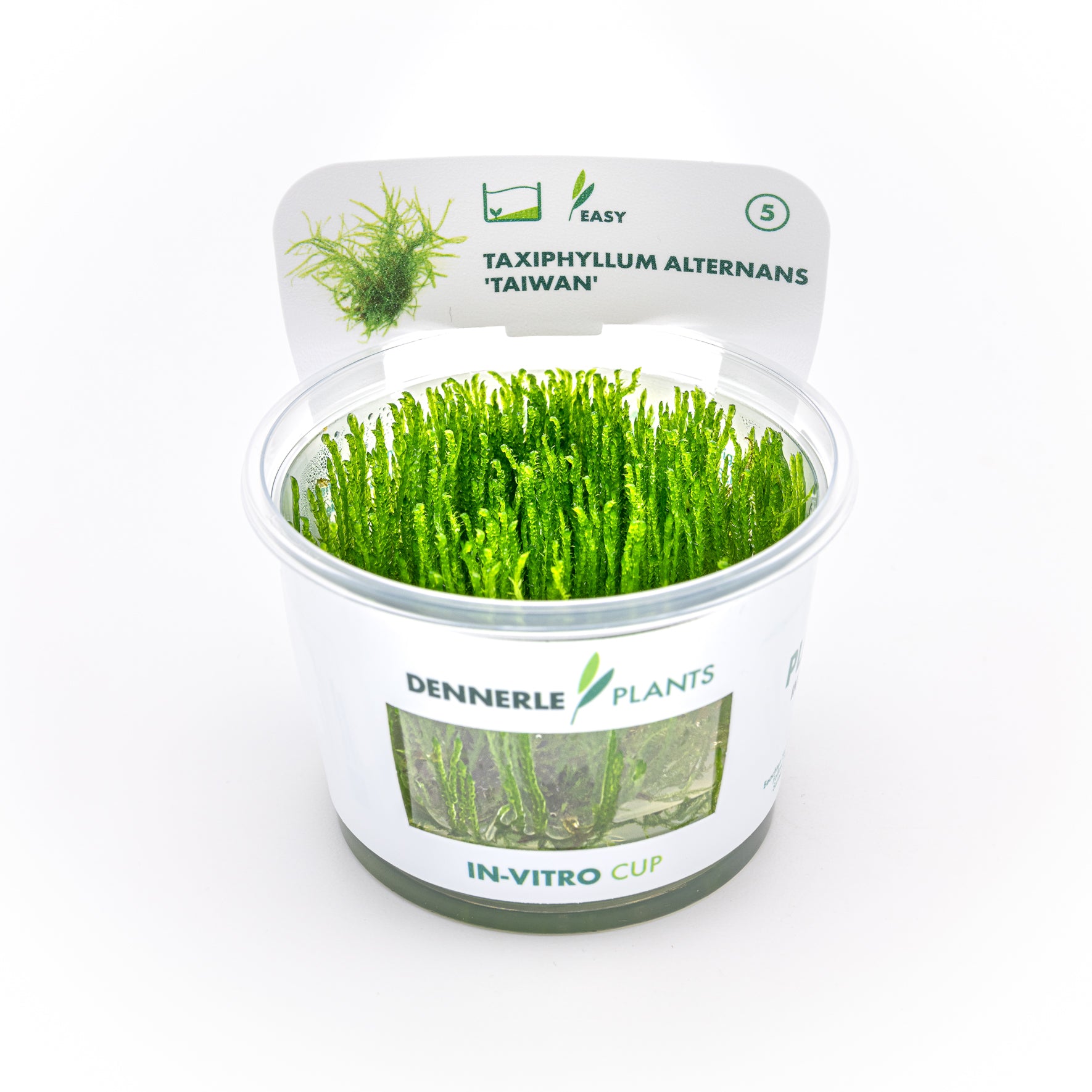 Muschio Taiwan Moss Dreaming Plants in formato In Vitro, privo di parassiti o alghe, ideale per rifiniture di pregio in terrarium chiusi e acquari.