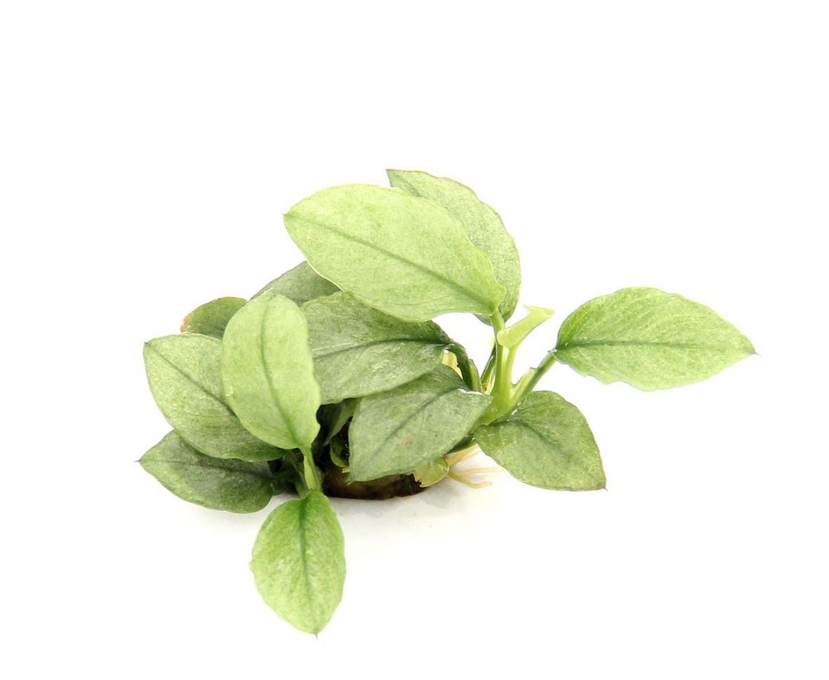 Anubias Nana Jade Dreaming Plants con foglie color verde smeraldo intenso e lucido, ideale per allestimenti bio-attivi e fissaggio su legni Guinea.
