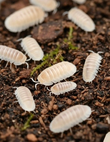 Cubaris Murina Glacier: Isopodi Bianchi Pulitori per Terrarium
