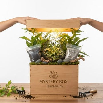 Mystery Box Kit Terrarium Fai Da Te - L&