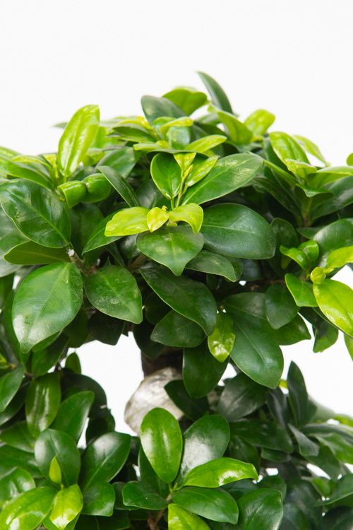 Ficus microcarpa &