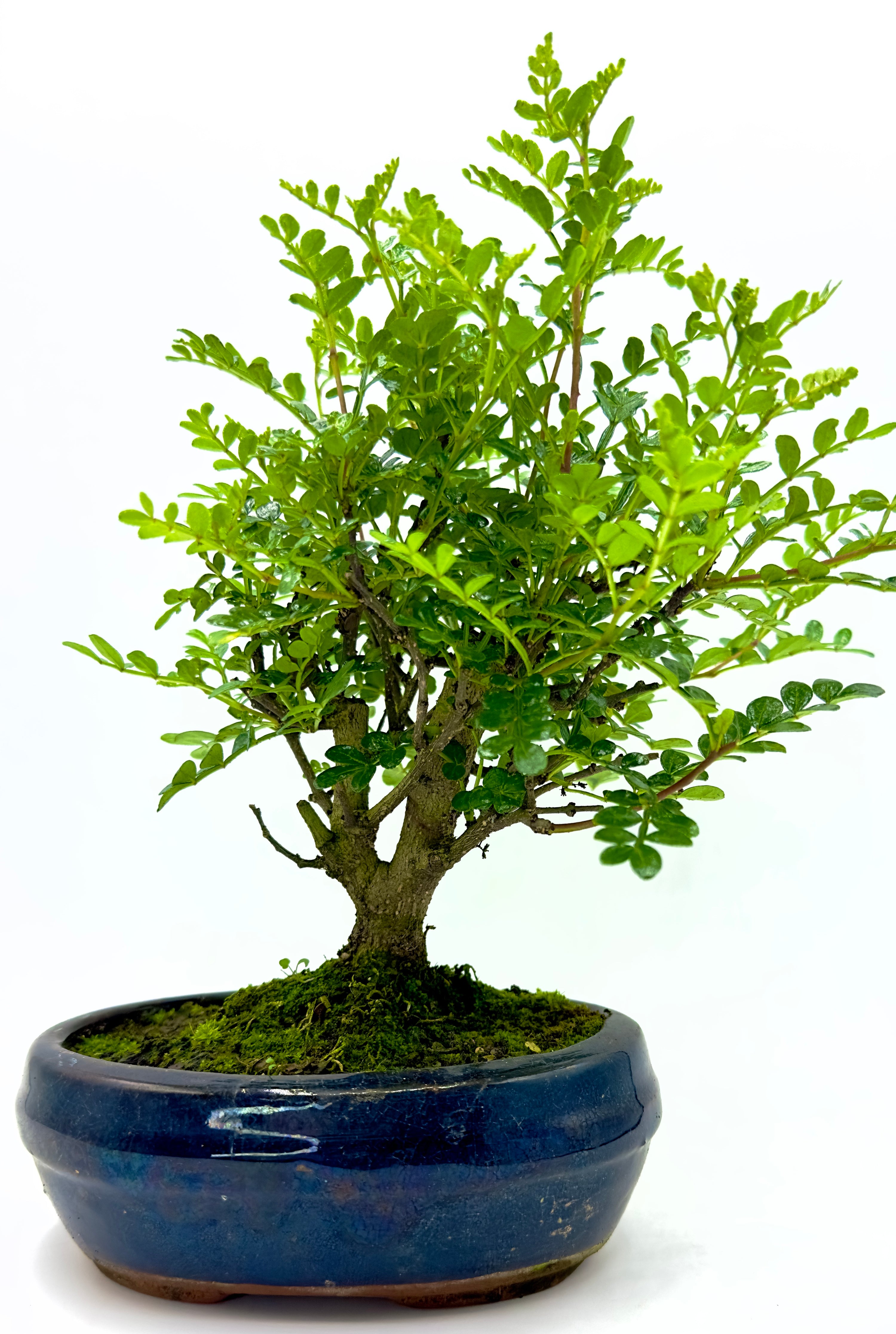 Bonsai di Zanthoxylum Piperitum Dreaming Plants con chioma densa verde brillante e tronco sinuoso in vaso da 15 cm, ideale per arredamento zen.