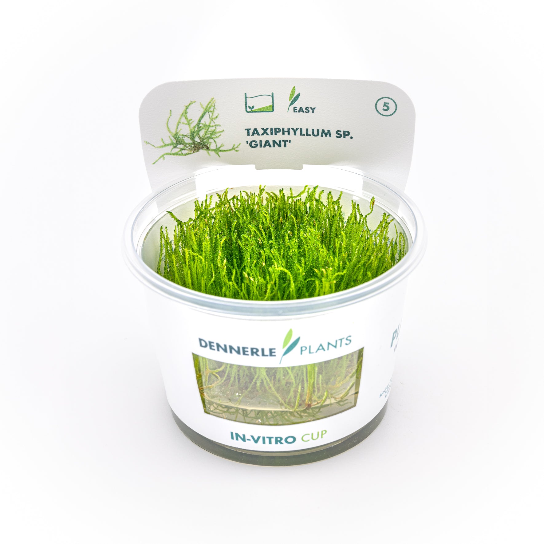 Confezione in vitro di muschio Taxiphyllum sp. Giant Dreaming Plants, garantito senza parassiti o alghe per acquari e terrarium professionali.