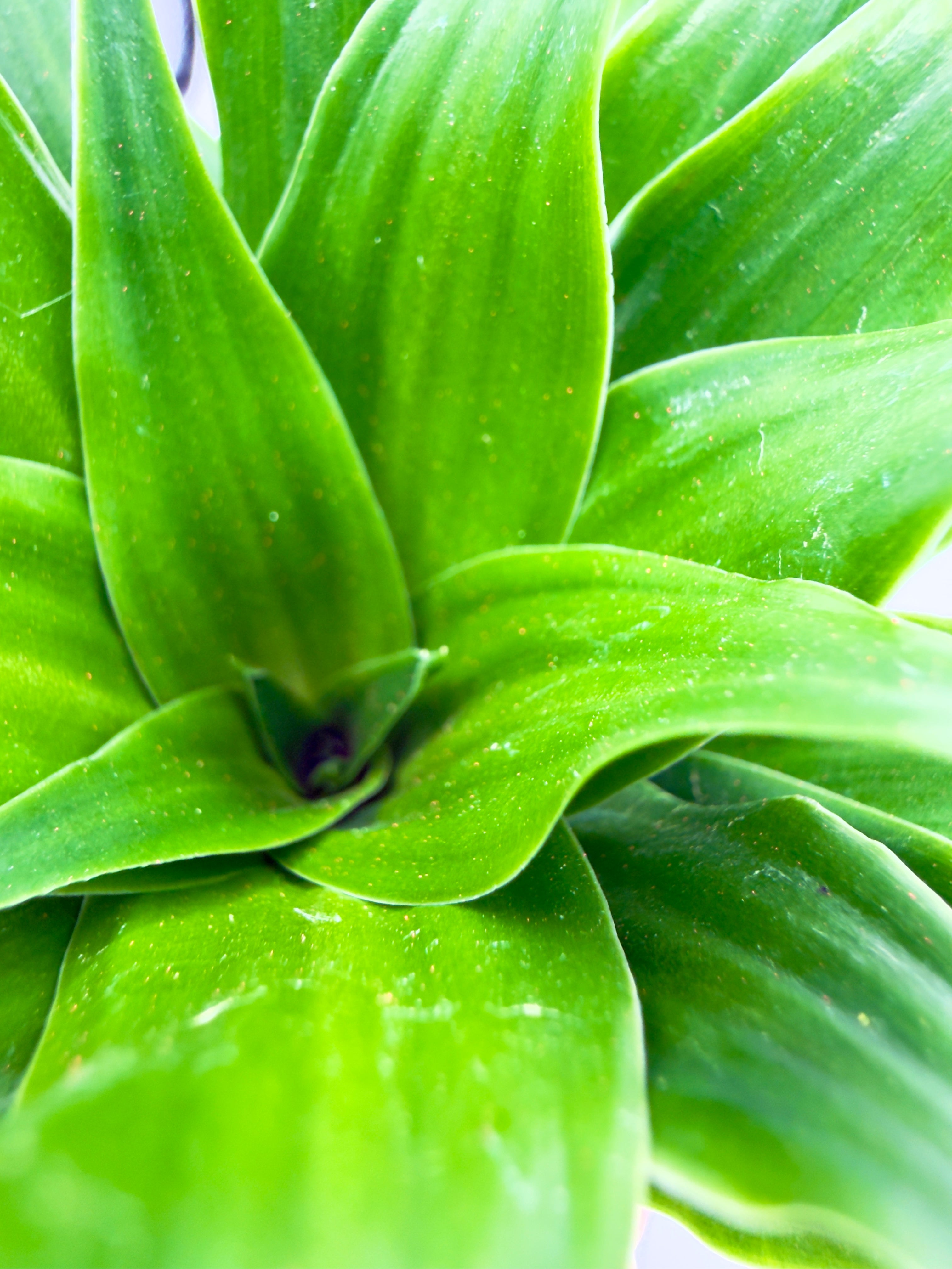 Dracaena fragrans Massangeana con grandi foglie variegate verdi e gialle per l&