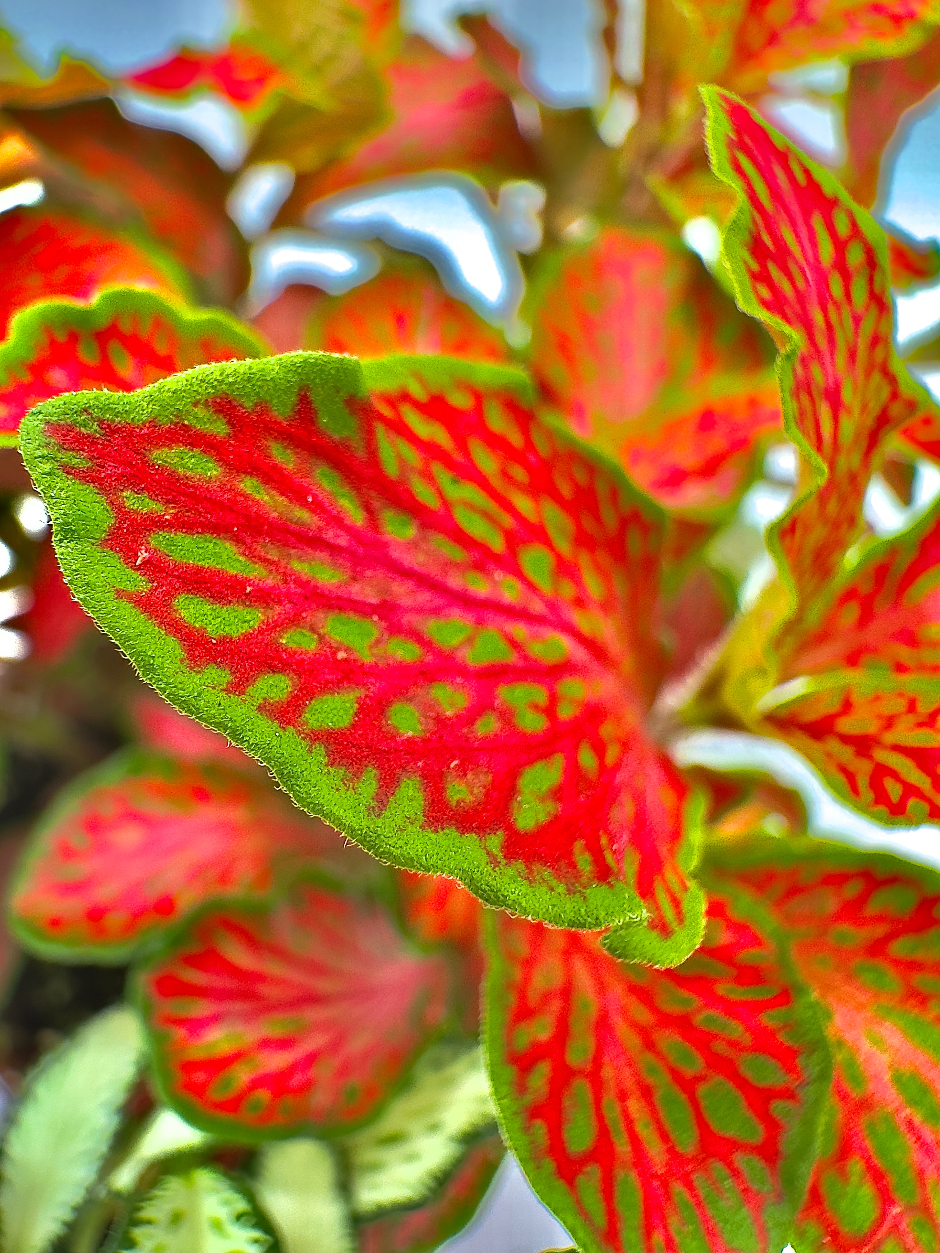 Baby Fittonia mix