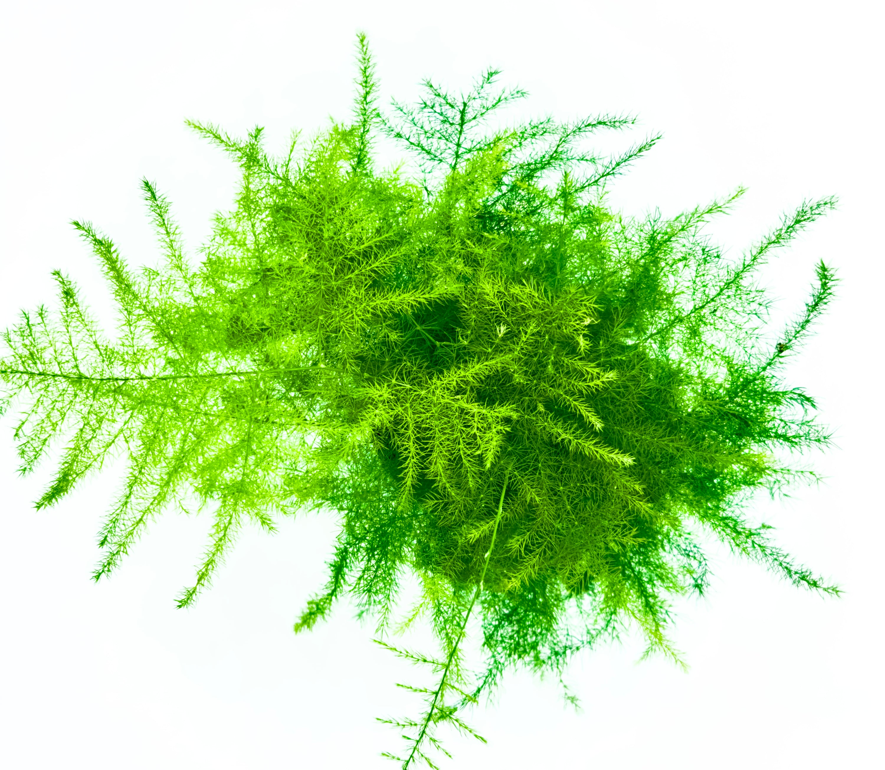 Asparagus plumosus (Vaso 7 cm)- La Nuvola Verde che Purifica l’Aria