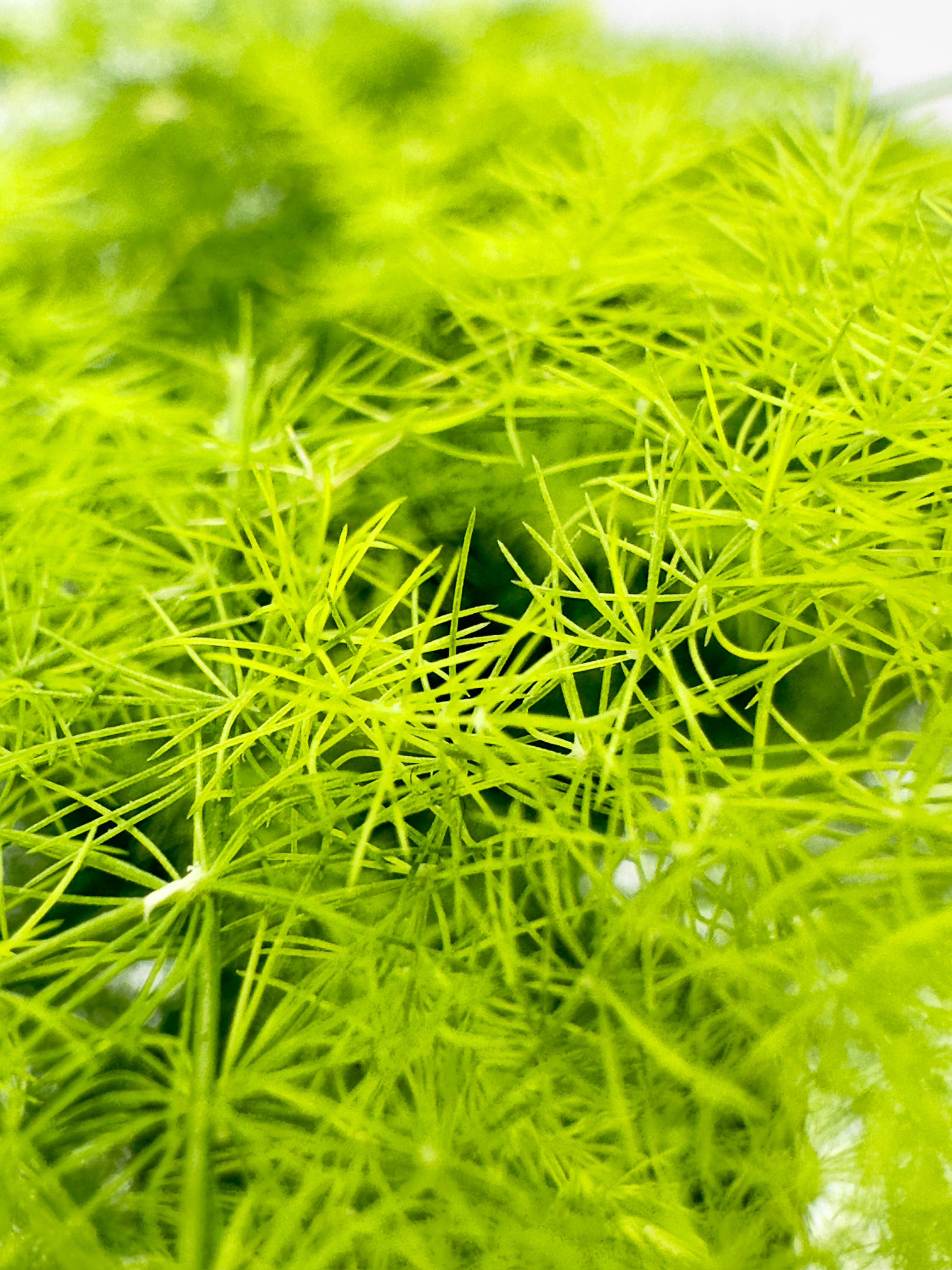 Asparagus plumosus (Vaso 7 cm)- La Nuvola Verde che Purifica l’Aria