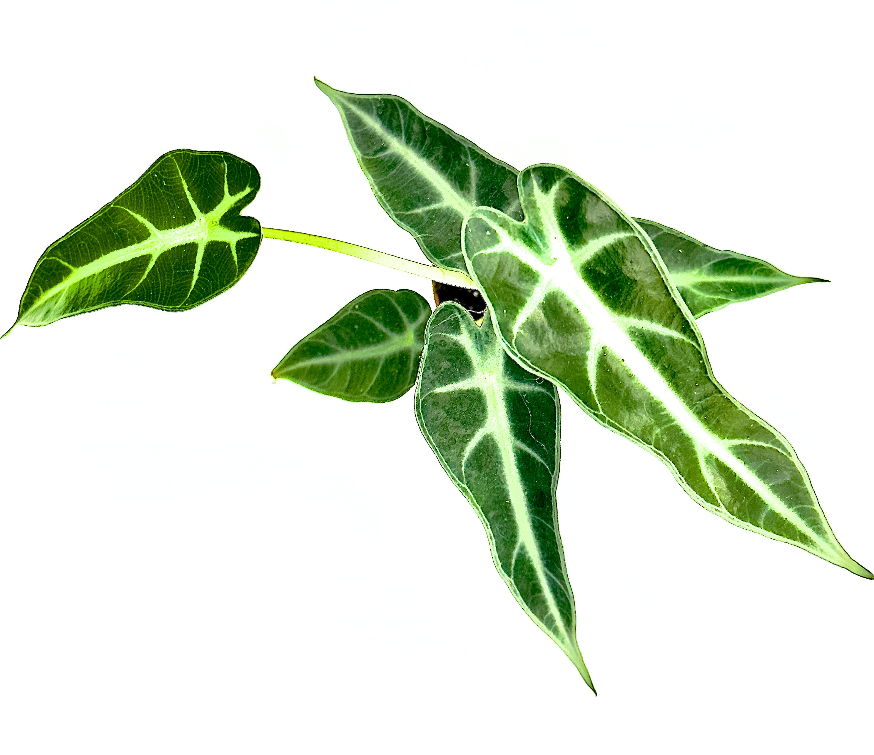 Alocasia Amazzonica - Lo Scudo d&