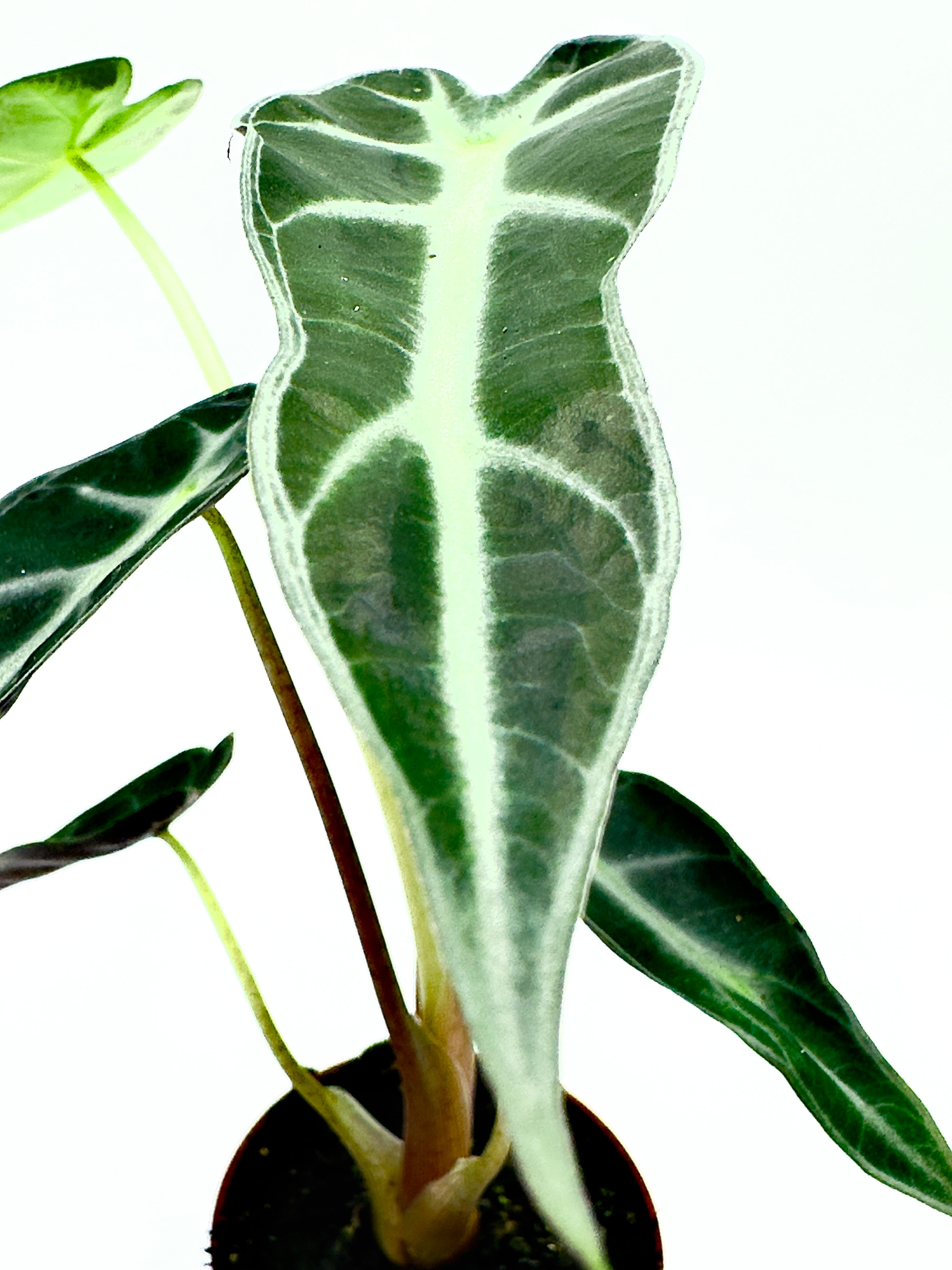 Alocasia Amazzonica - Lo Scudo d&