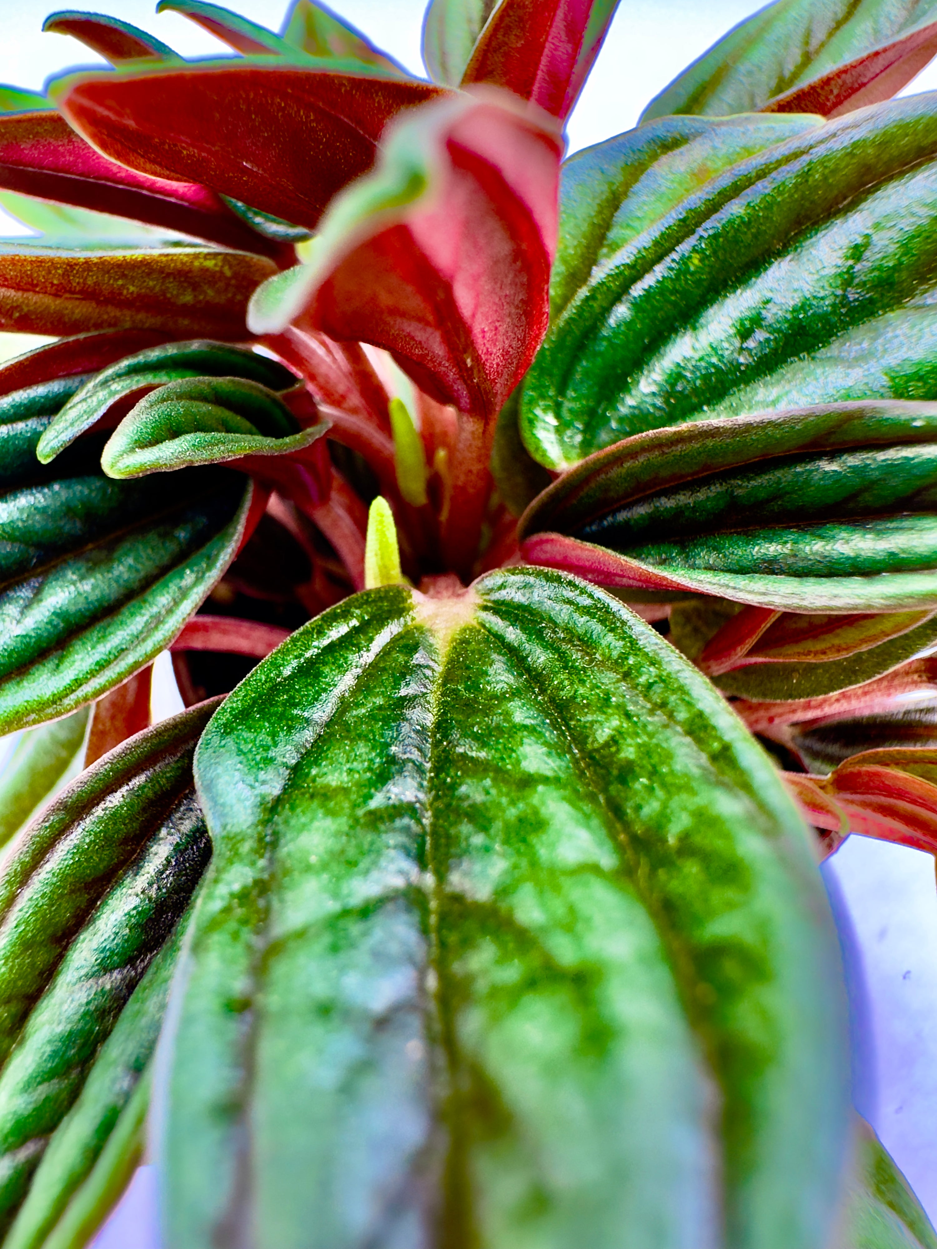 Baby Plant Peperomia Caperata - Il Gioiello Verde e Rosso
