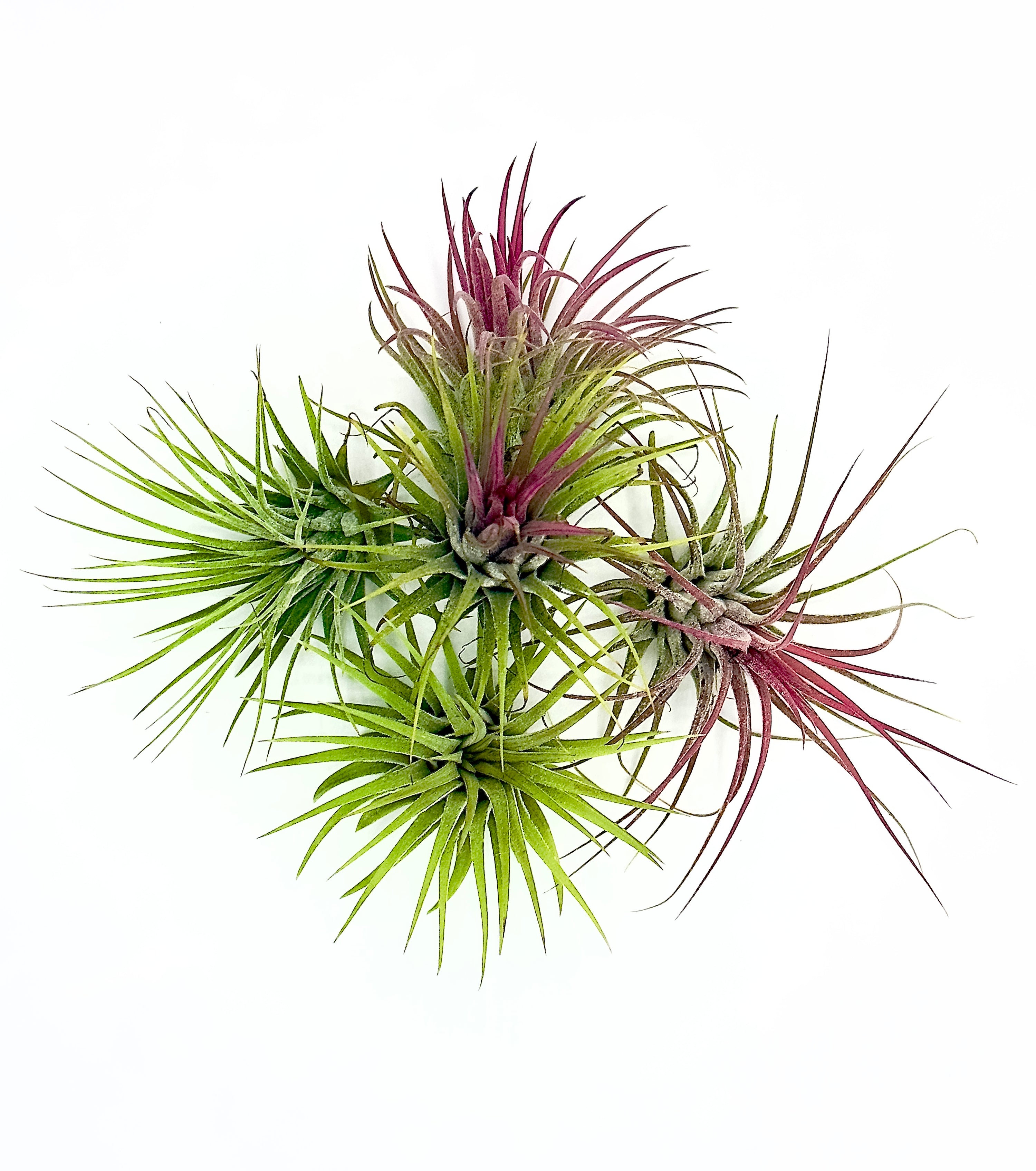 Tillandsia ionantha - L&