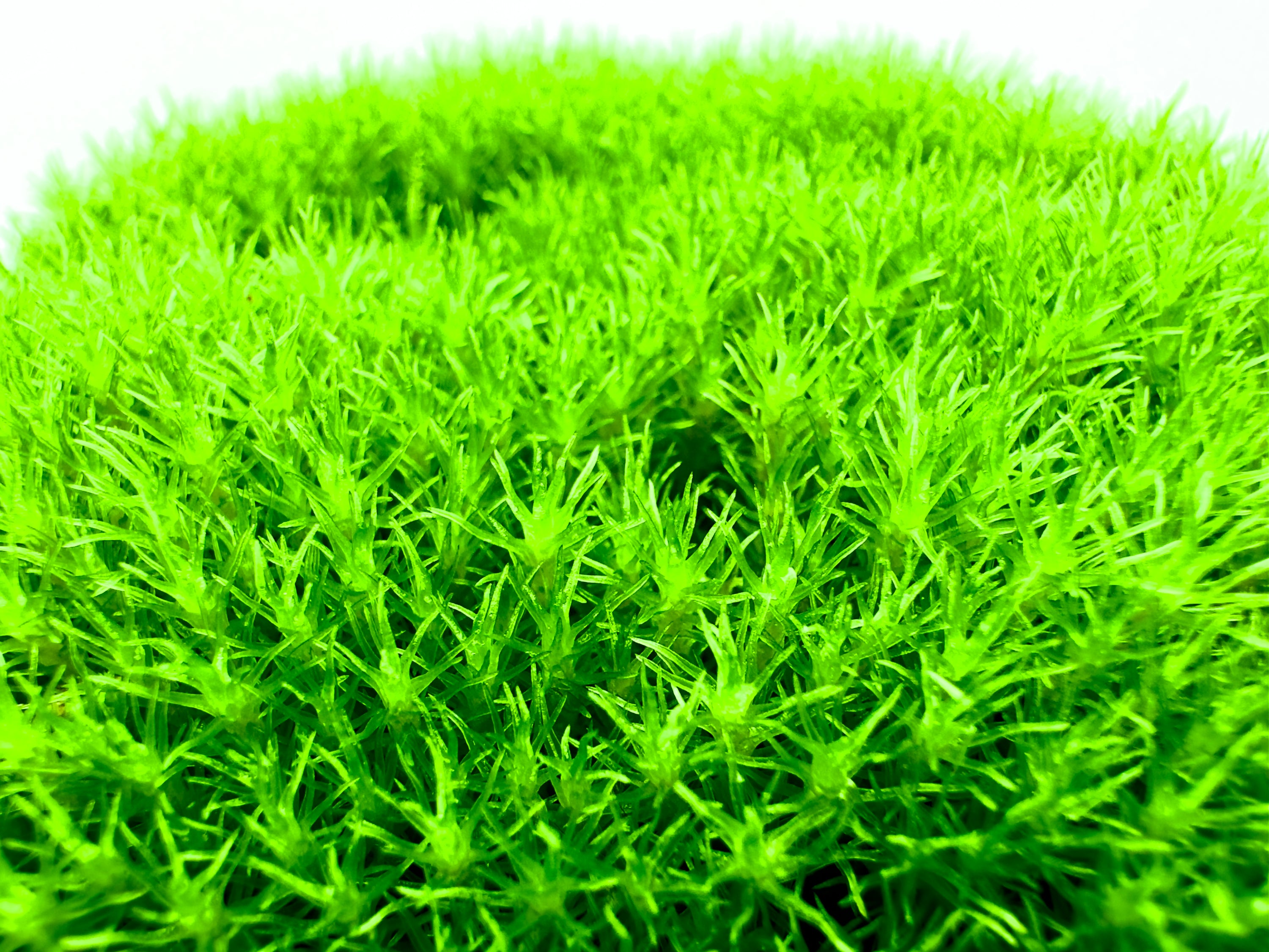 Muschio a Cuscinetto (Leucobryum glaucum) - Il Soffice Tappeto di Colline Vive