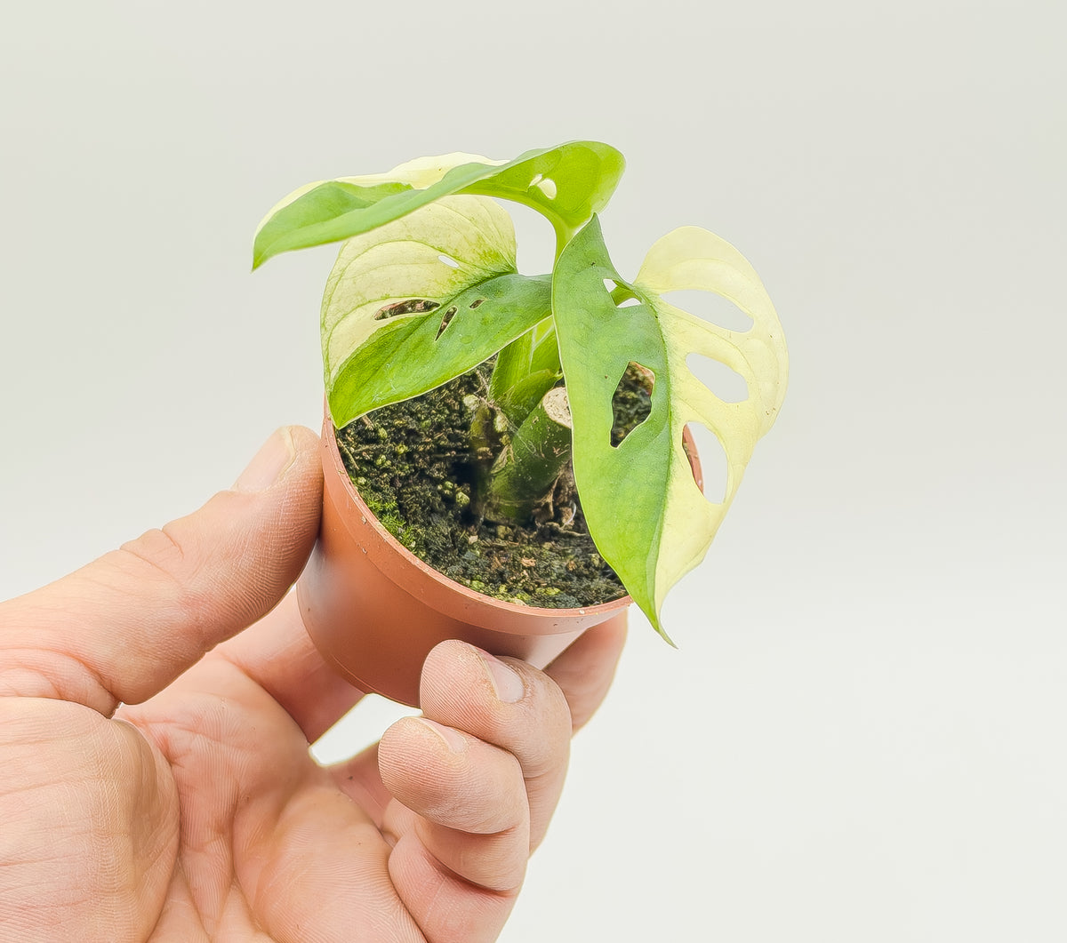 Monstera adansonii Variegata (Baby Plant - Vaso 6 cm)