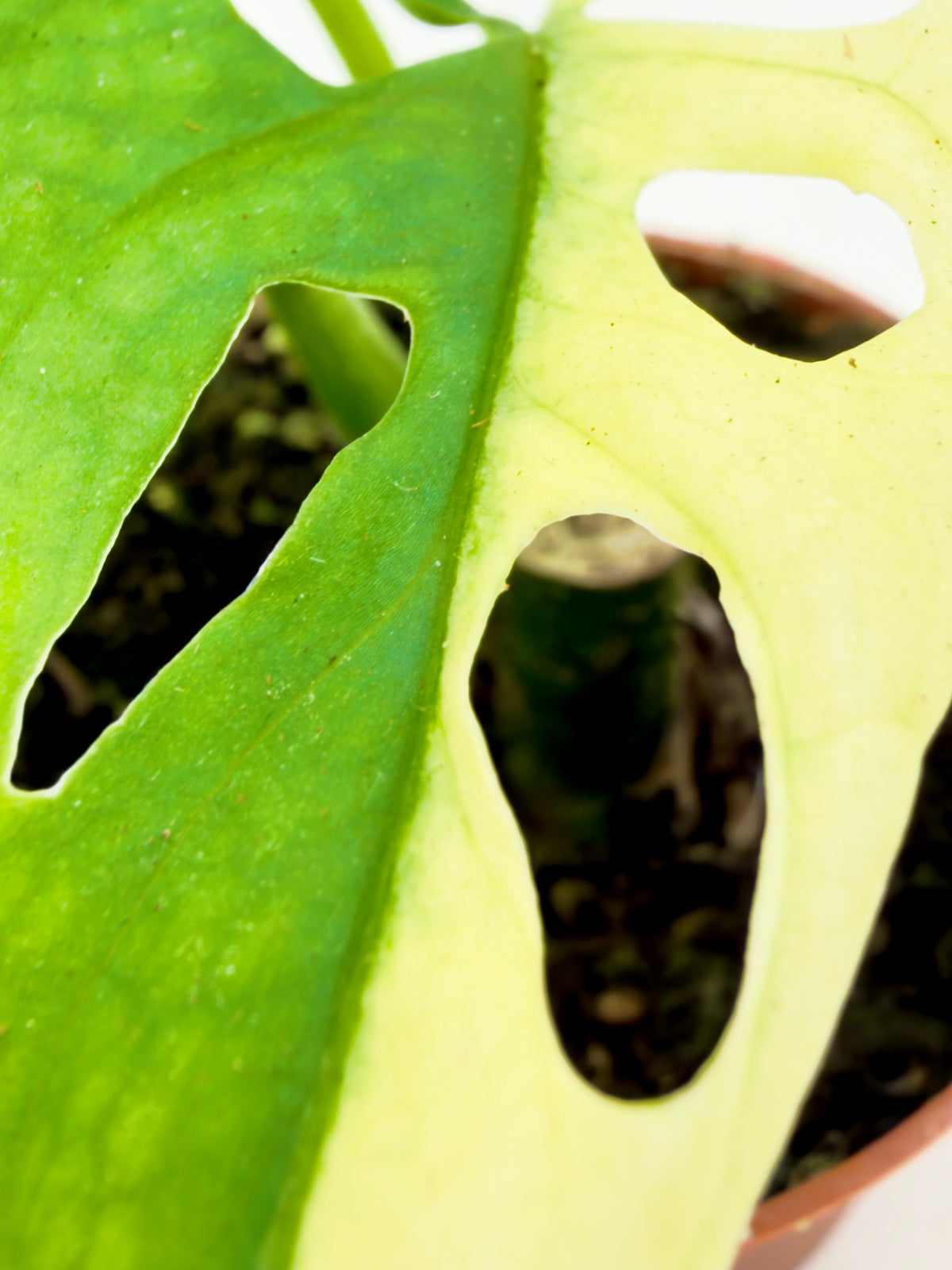Monstera adansonii Variegata (Baby Plant - Vaso 6 cm)