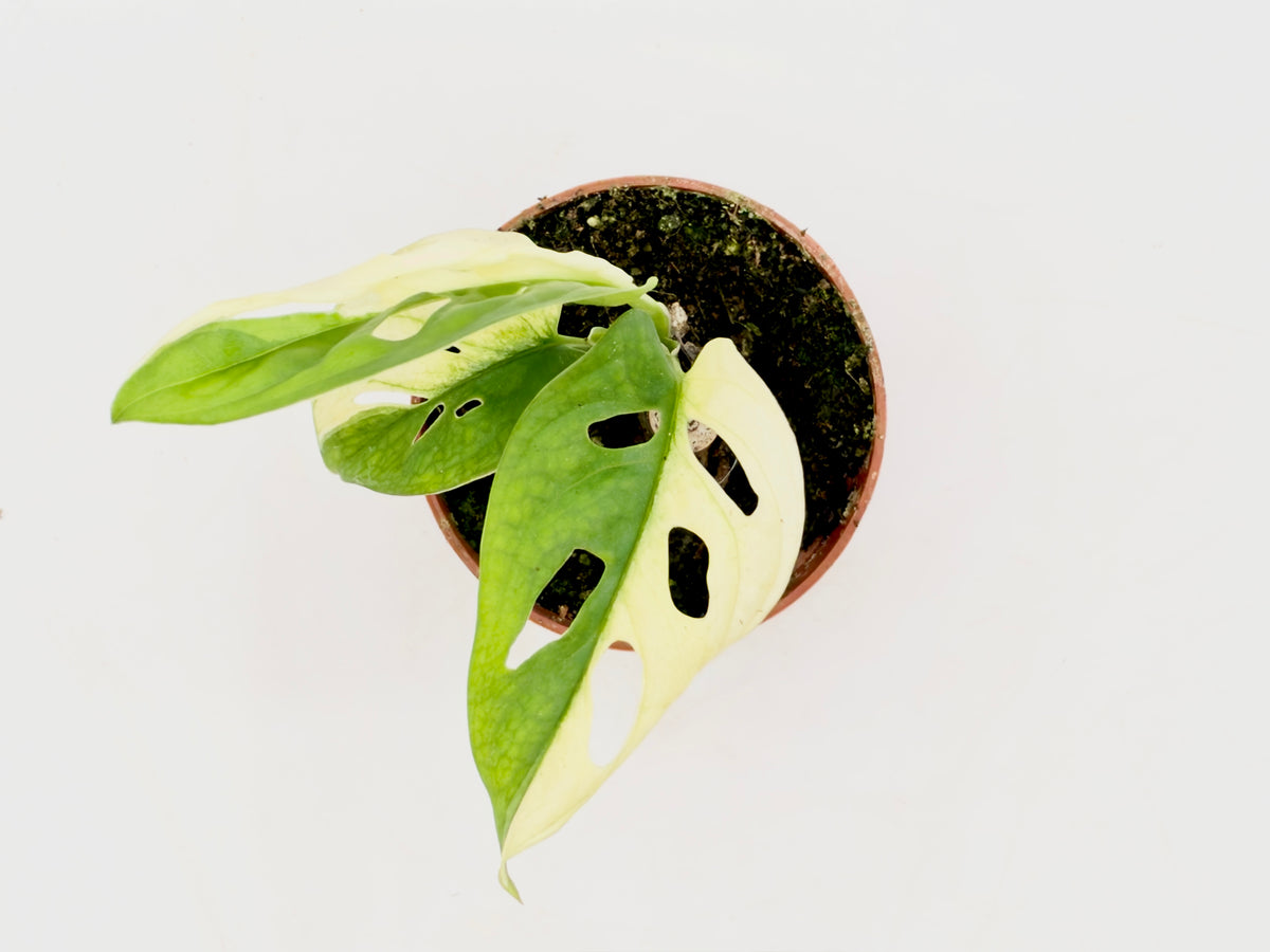 Monstera adansonii Variegata (Baby Plant - Vaso 6 cm)