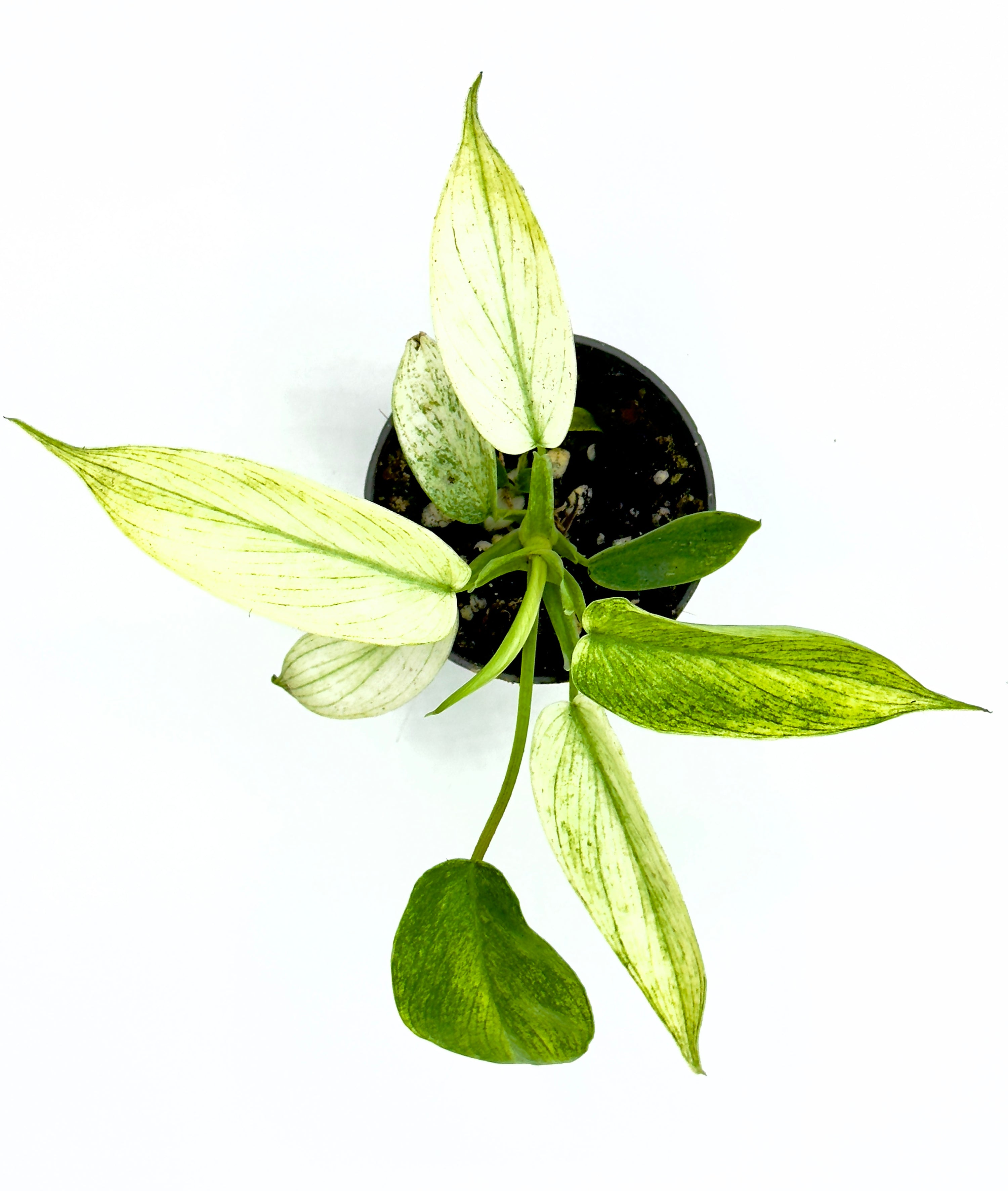 Baby Philodendron ‘Florida Ghost’ - La Rara Cultivar dal Bianco Spettrale