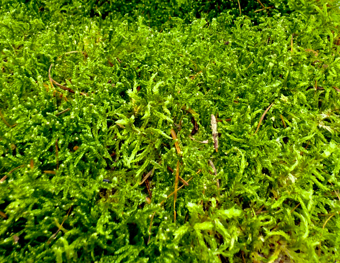 Muschio "Flat Moss"