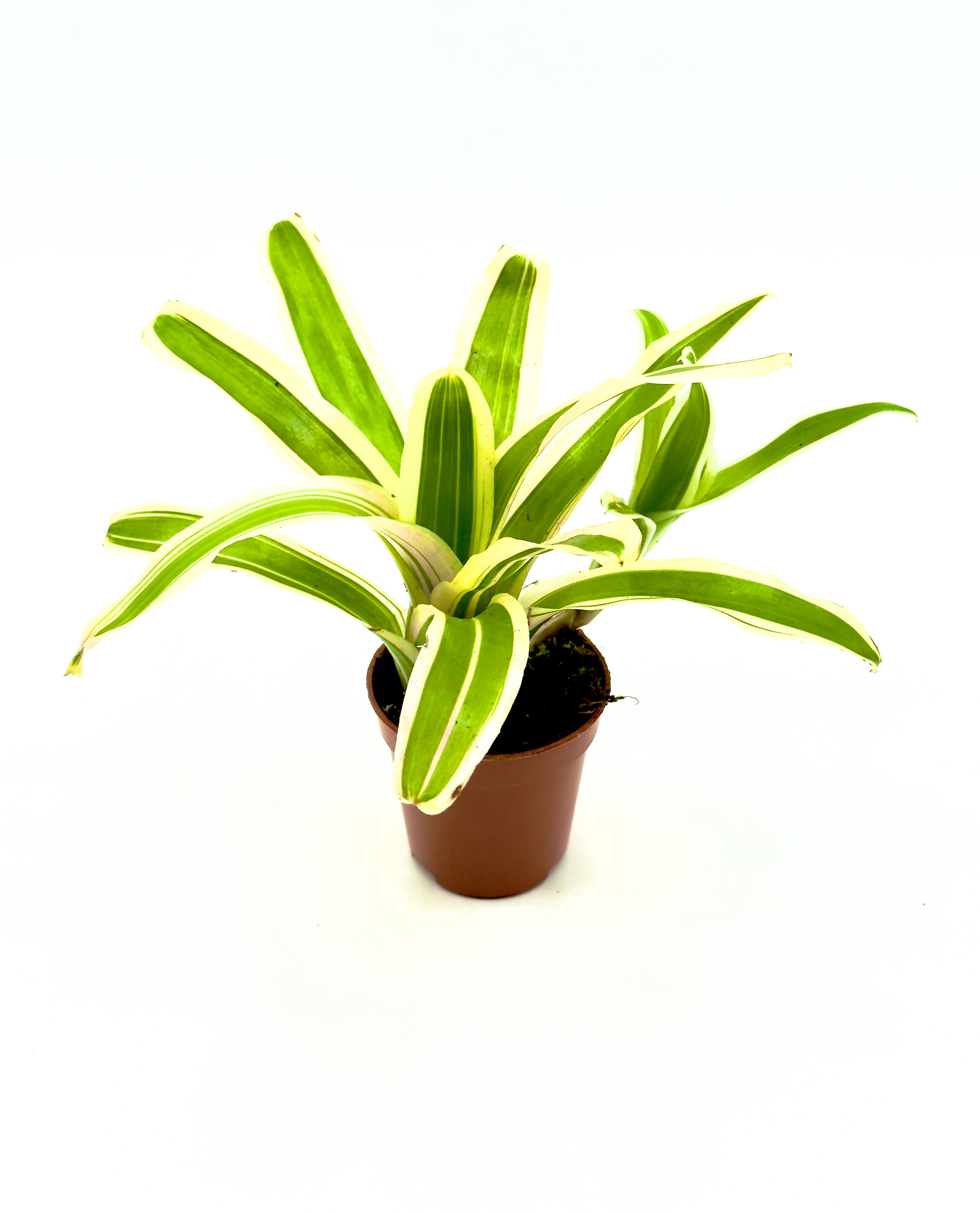 Baby Neoregelia Striped FireBall