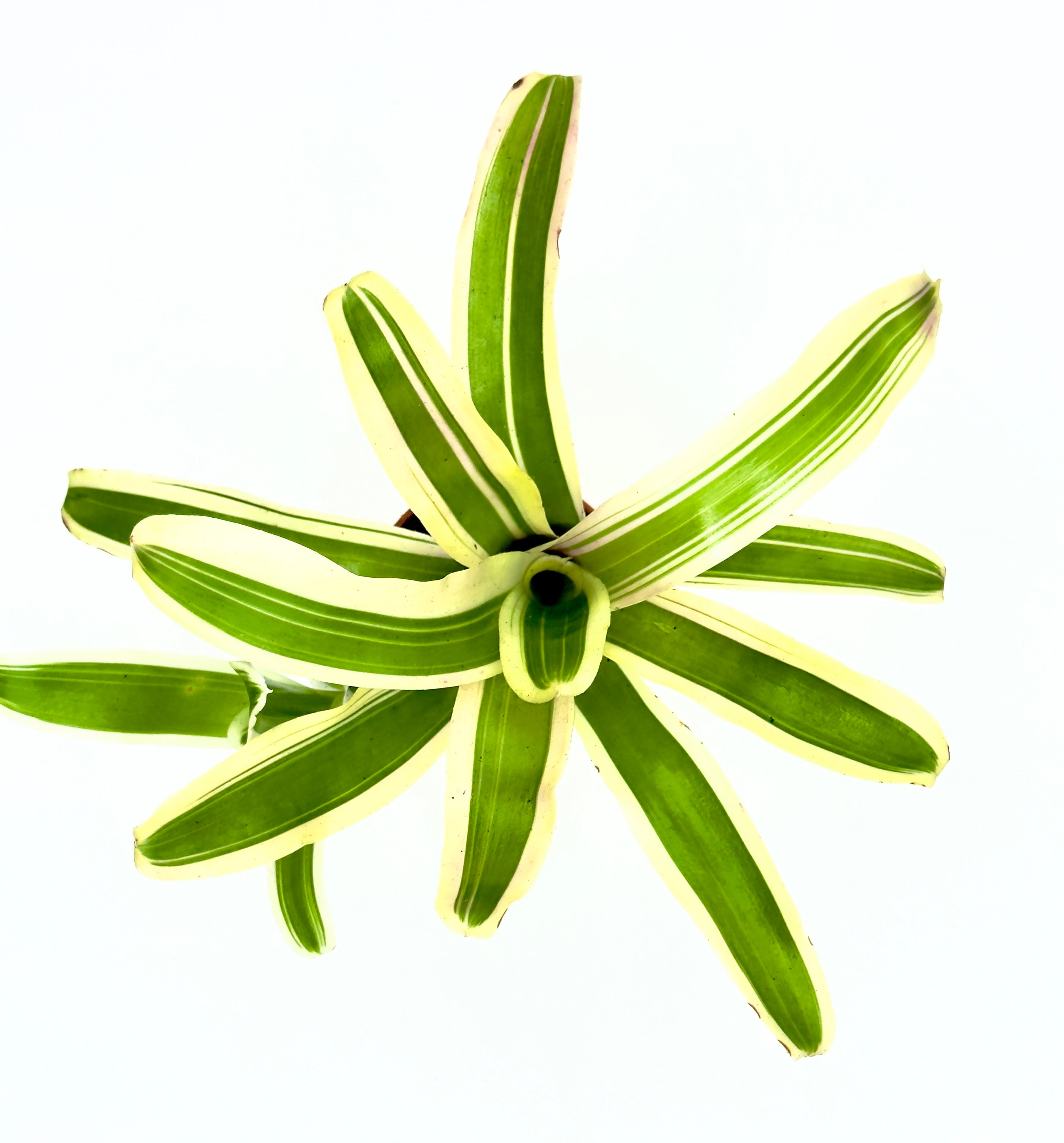 Baby Neoregelia Striped FireBall