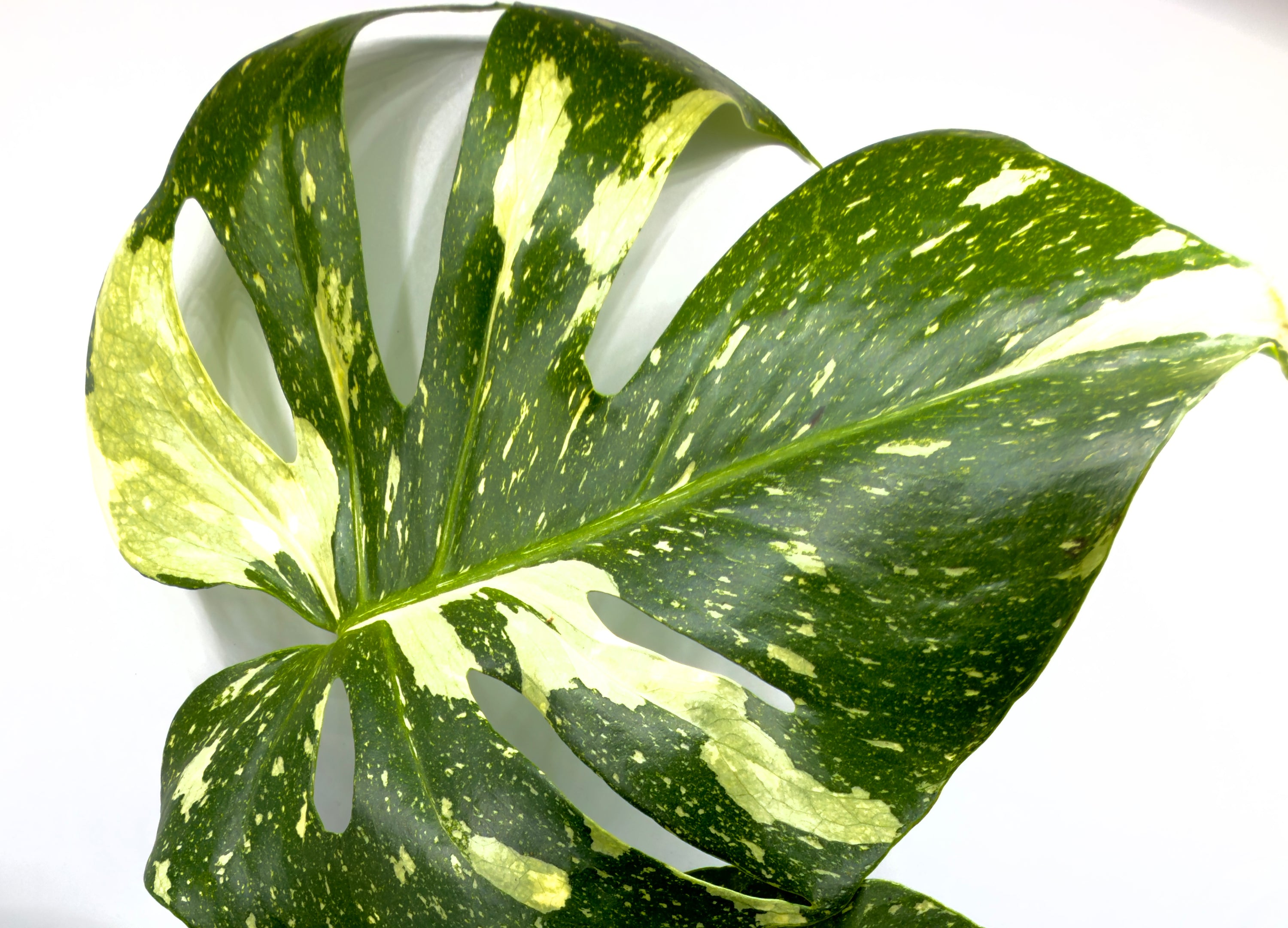 Monstera Thai Constellation - La Regina delle Galassie Verdi