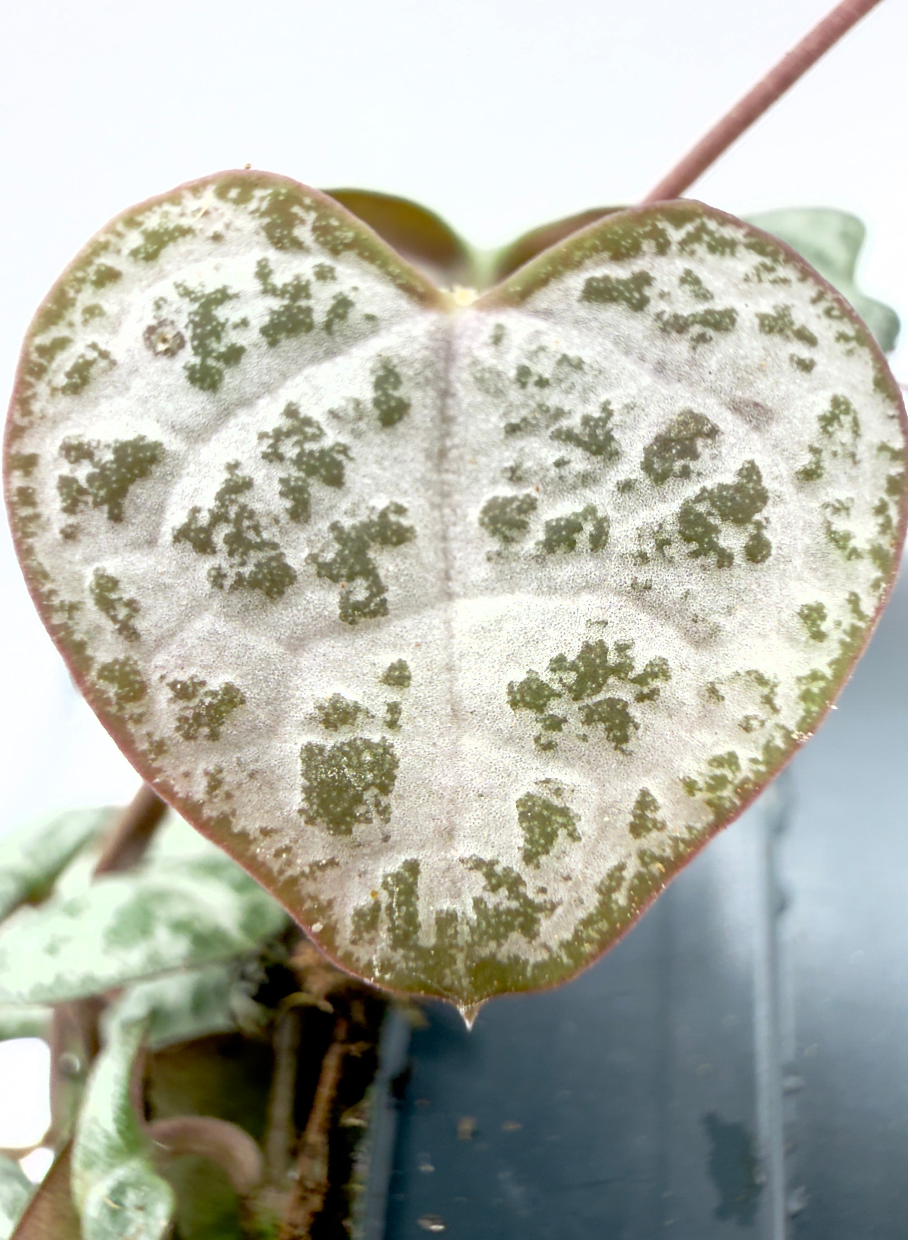 Ceropegia woodii - La Romantica Cascata di Cuori (Vaso 8,5 cm)