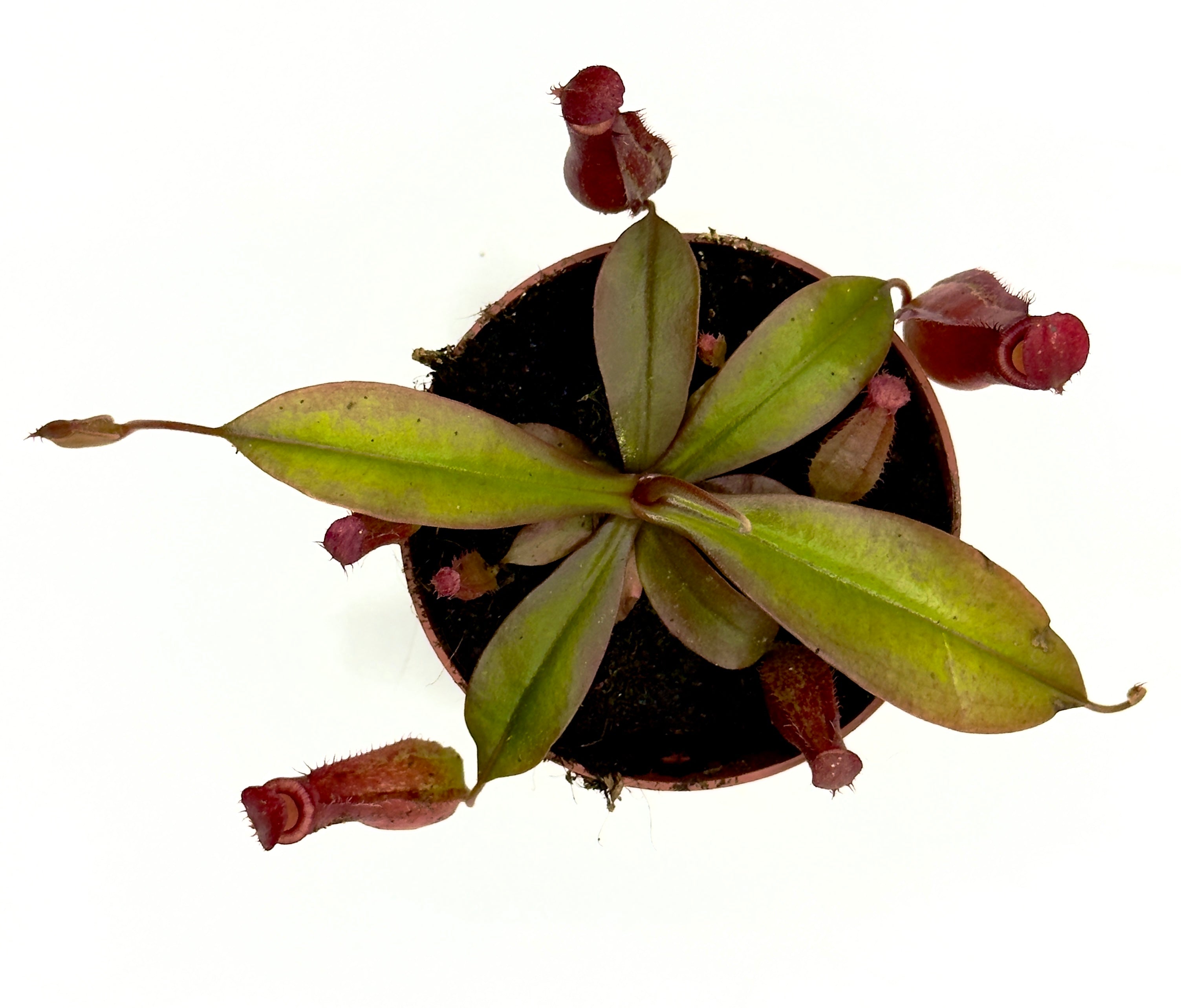 Nepenthes &