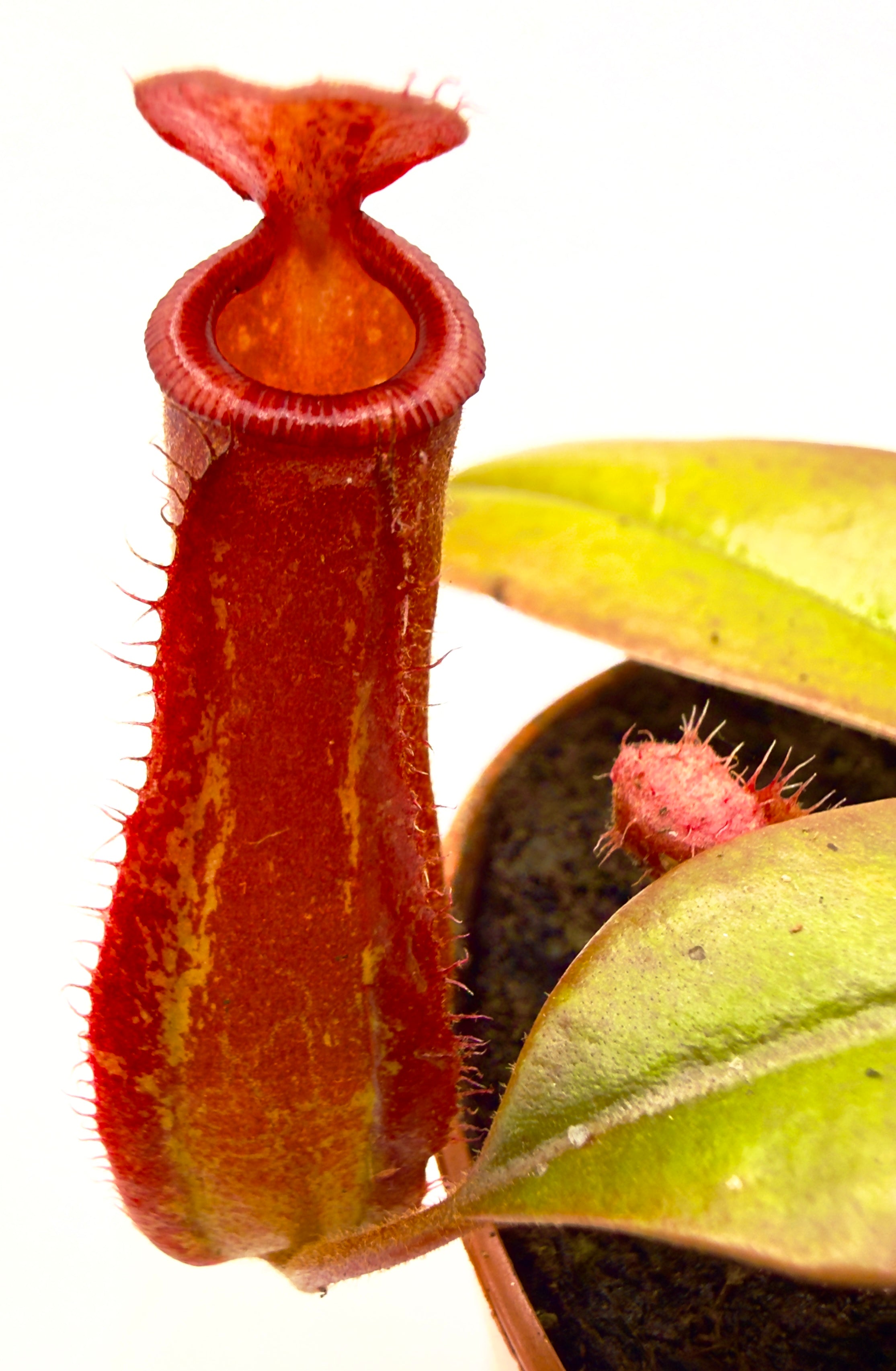 Nepenthes &