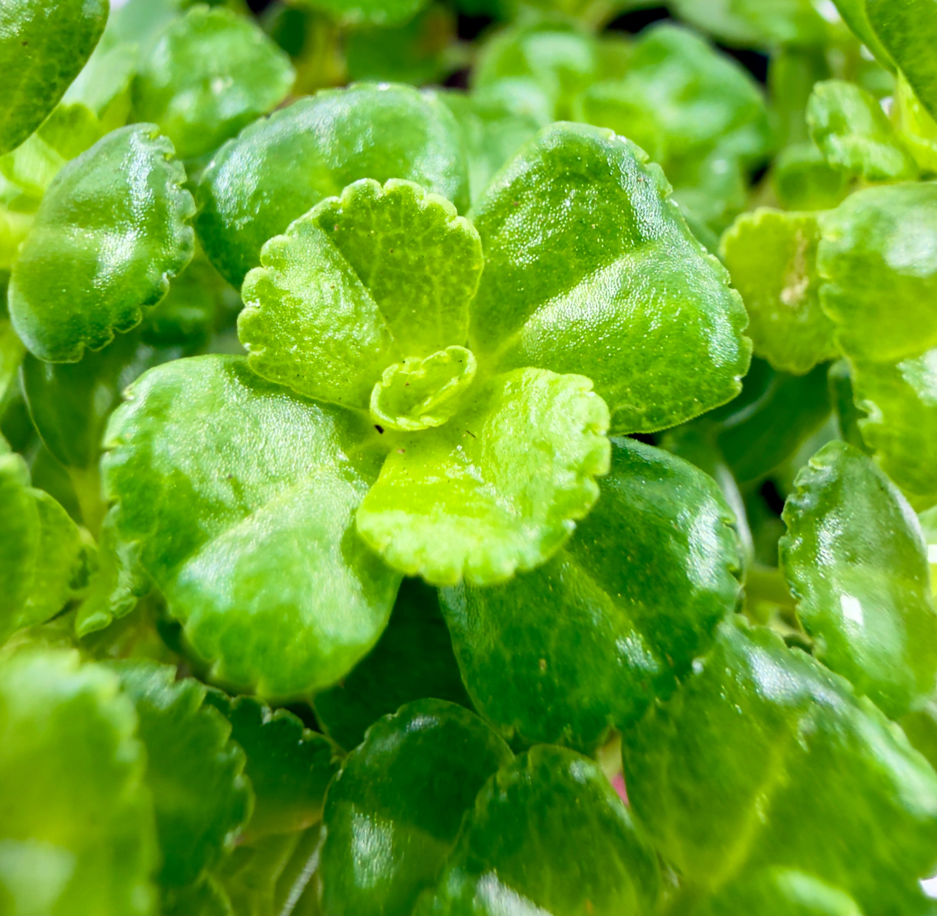 Baby Plant Pilea depressa - La Pianta Ricadente "Baby Tears"