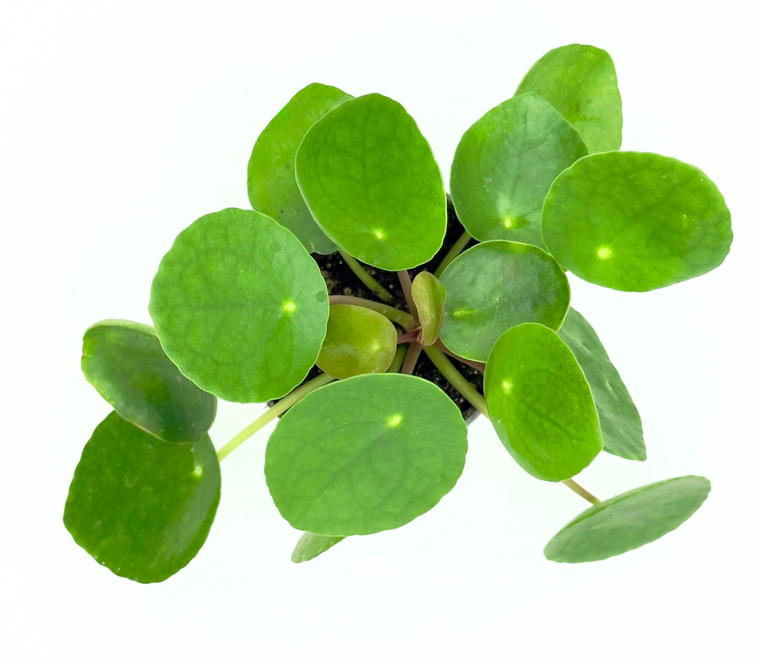 Baby Plant Pilea peperomioides - La Pianta delle Monete Portafortuna
