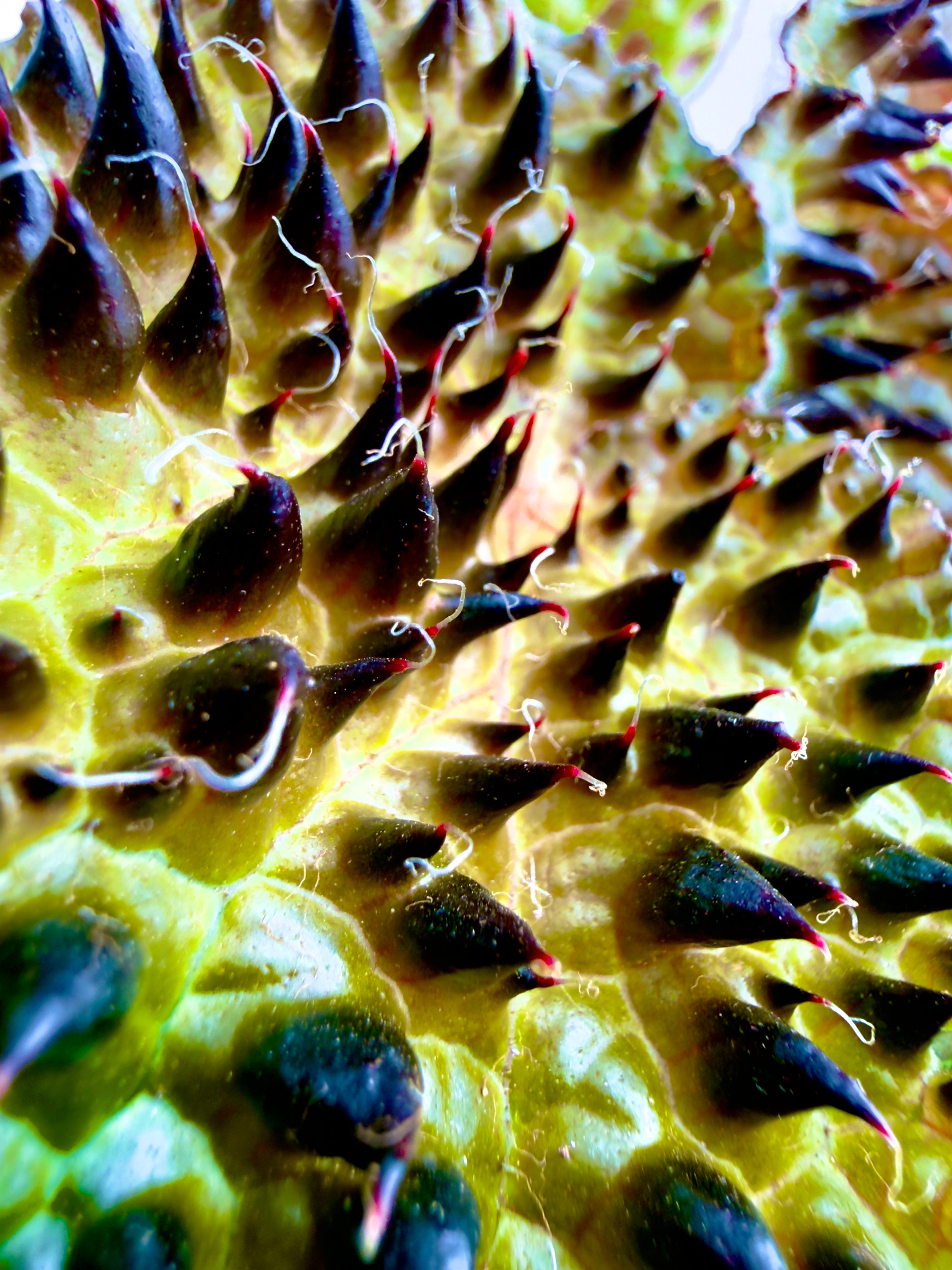 Begonia ferox - La Rarità Botanica dalle Foglie Scultoree