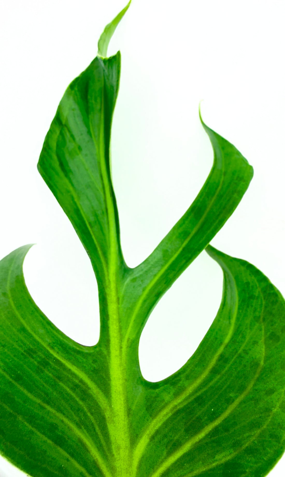 Monstera Burle Marx Flame: La Regina delle Piante Rare