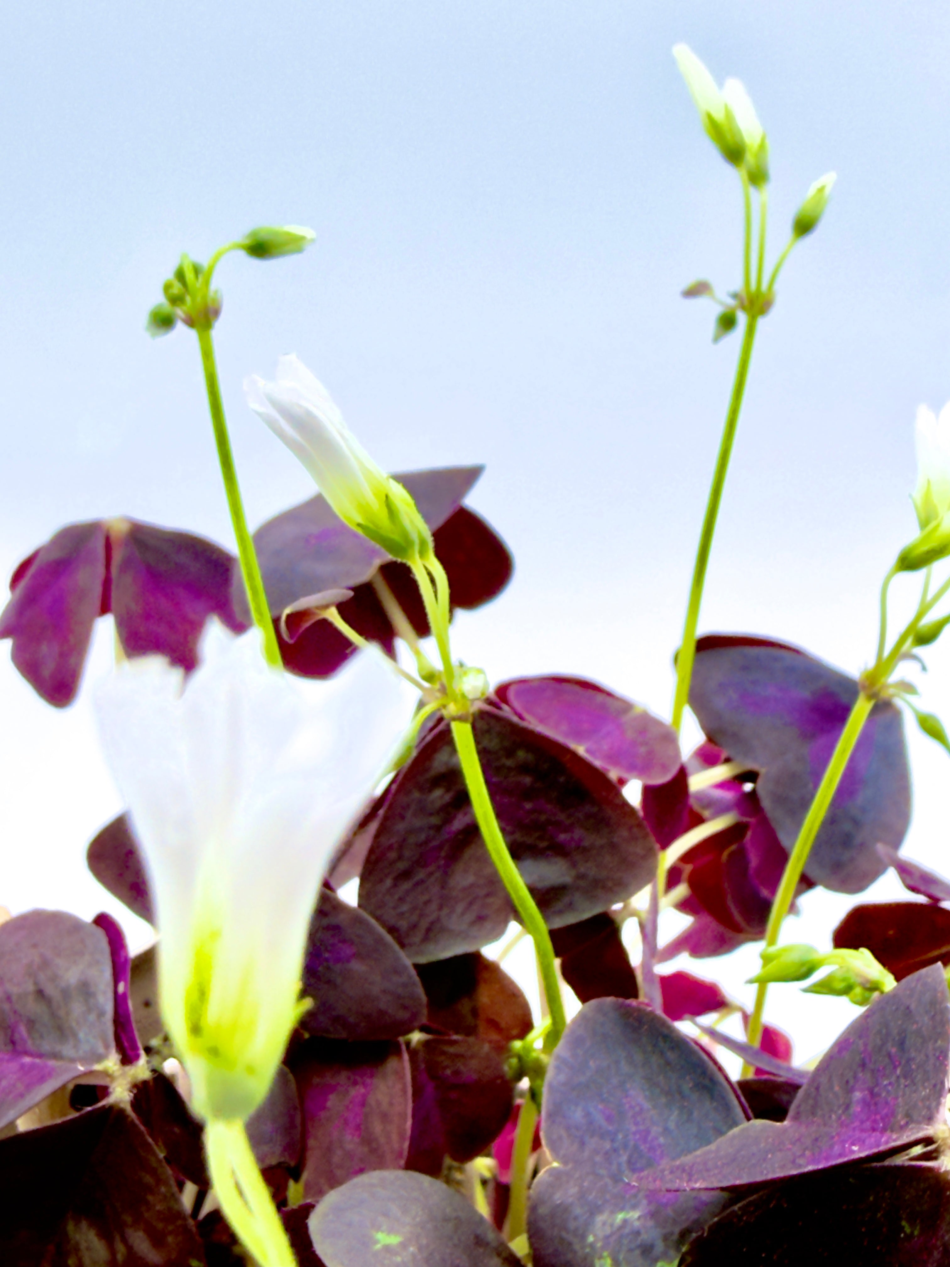 Oxalis triangularis - La Pianta Farfalla Viola