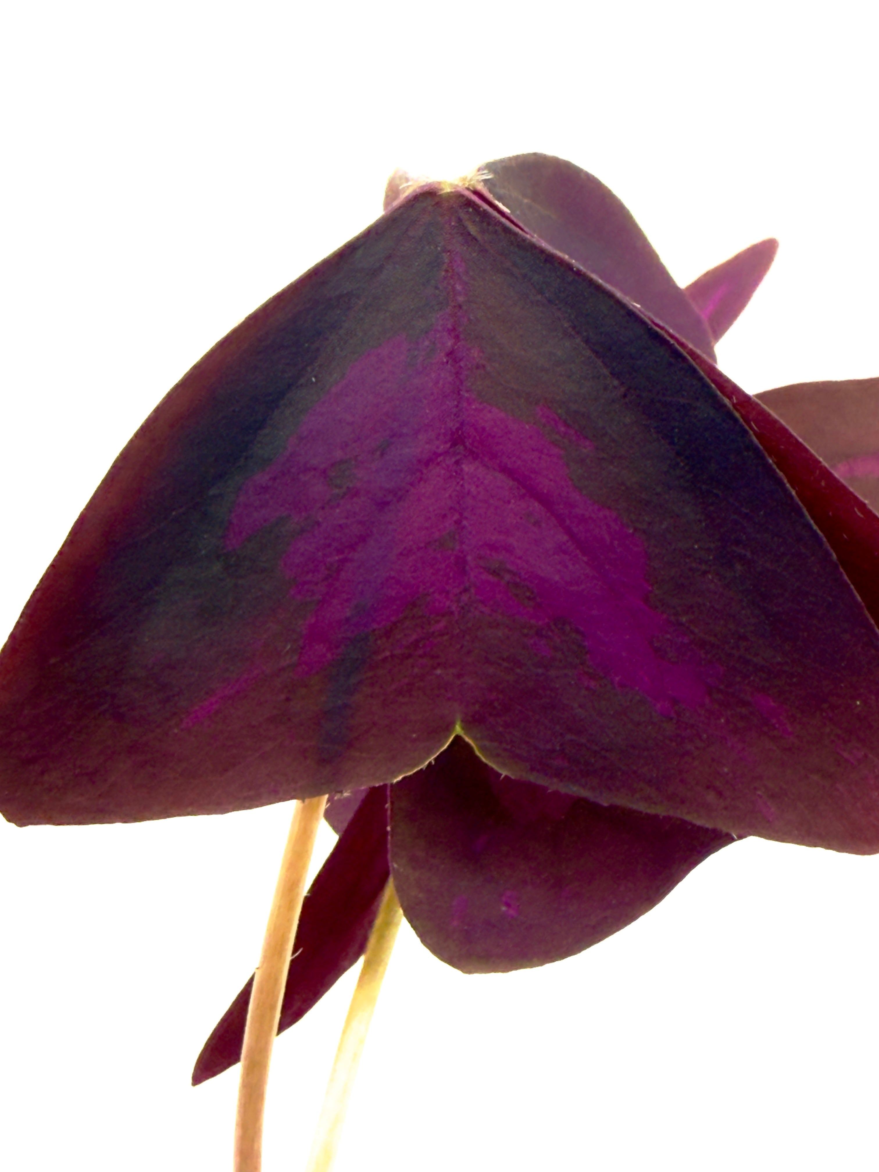 Oxalis triangularis - La Pianta Farfalla Viola