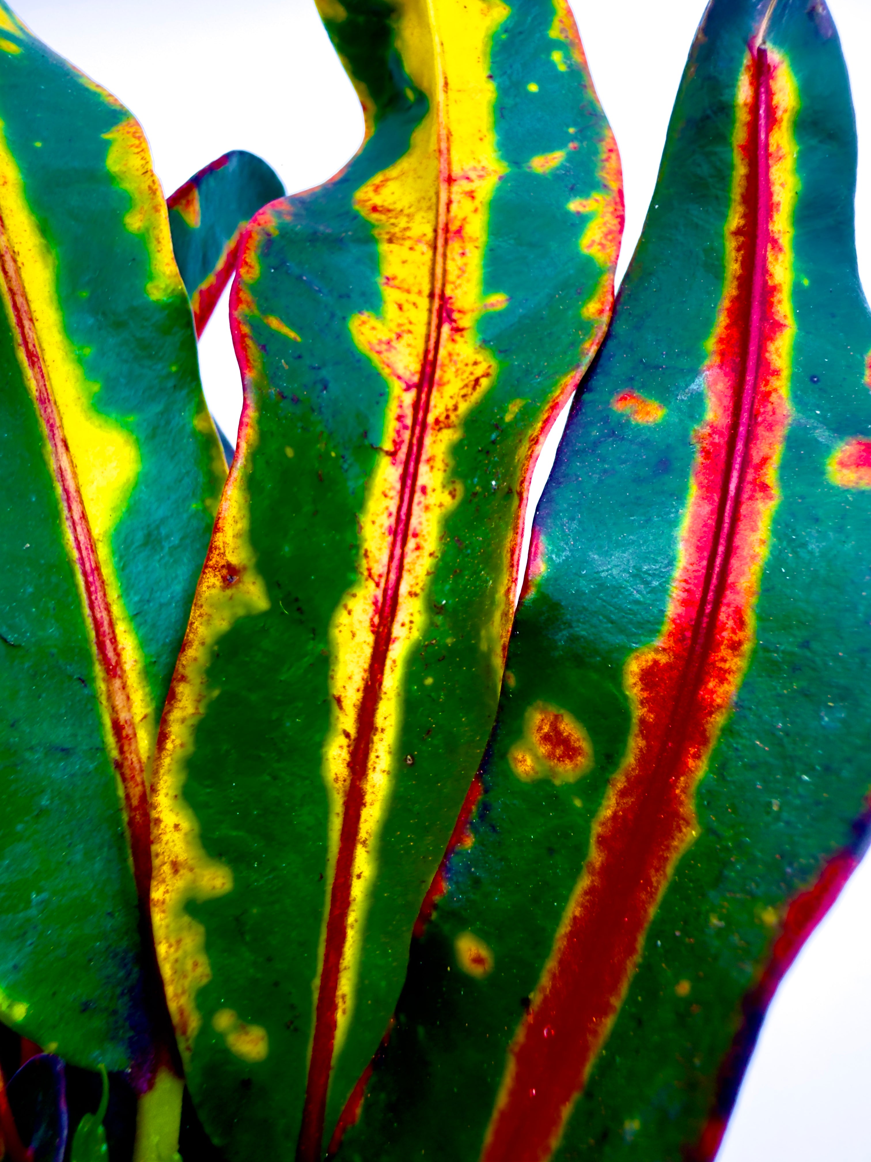 Croton Mammi: La Pianta Baby Colorata per Terrari e Home Design 🌈