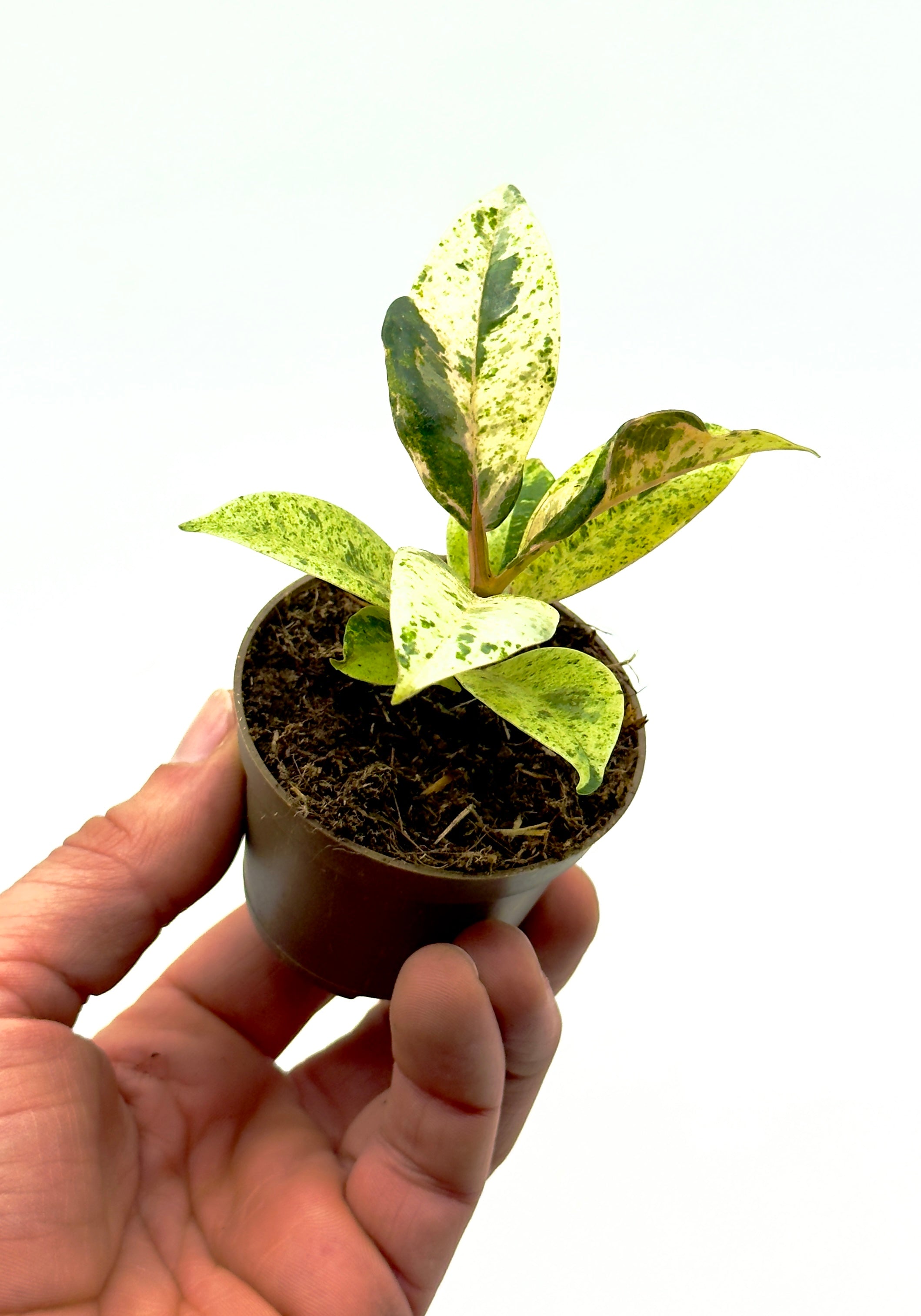 Baby Plant Ficus elastica &
