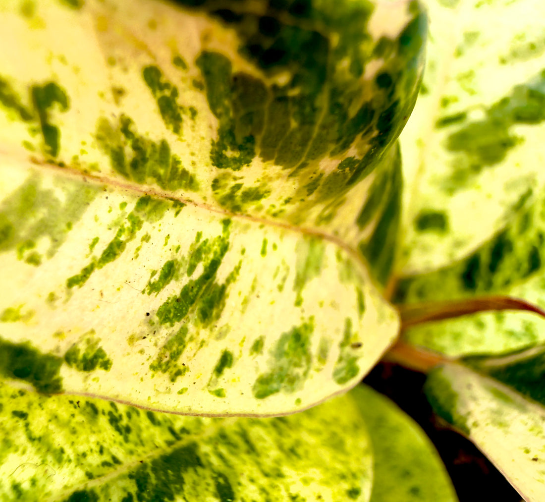 Baby Plant Ficus elastica &