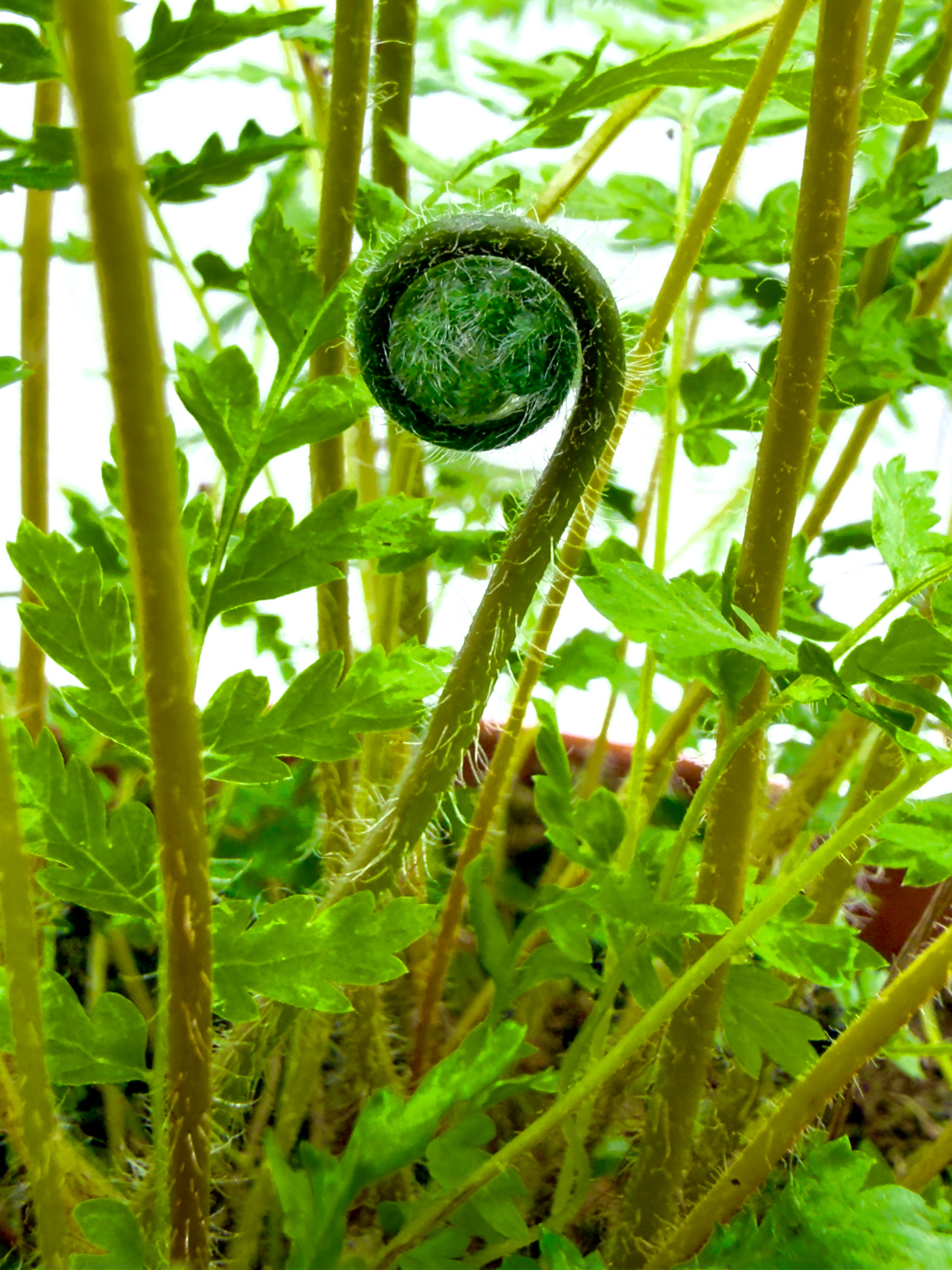Dicksonia antarctica - La Felce Arborea (Vaso 17 cm - Altezza 35 cm)