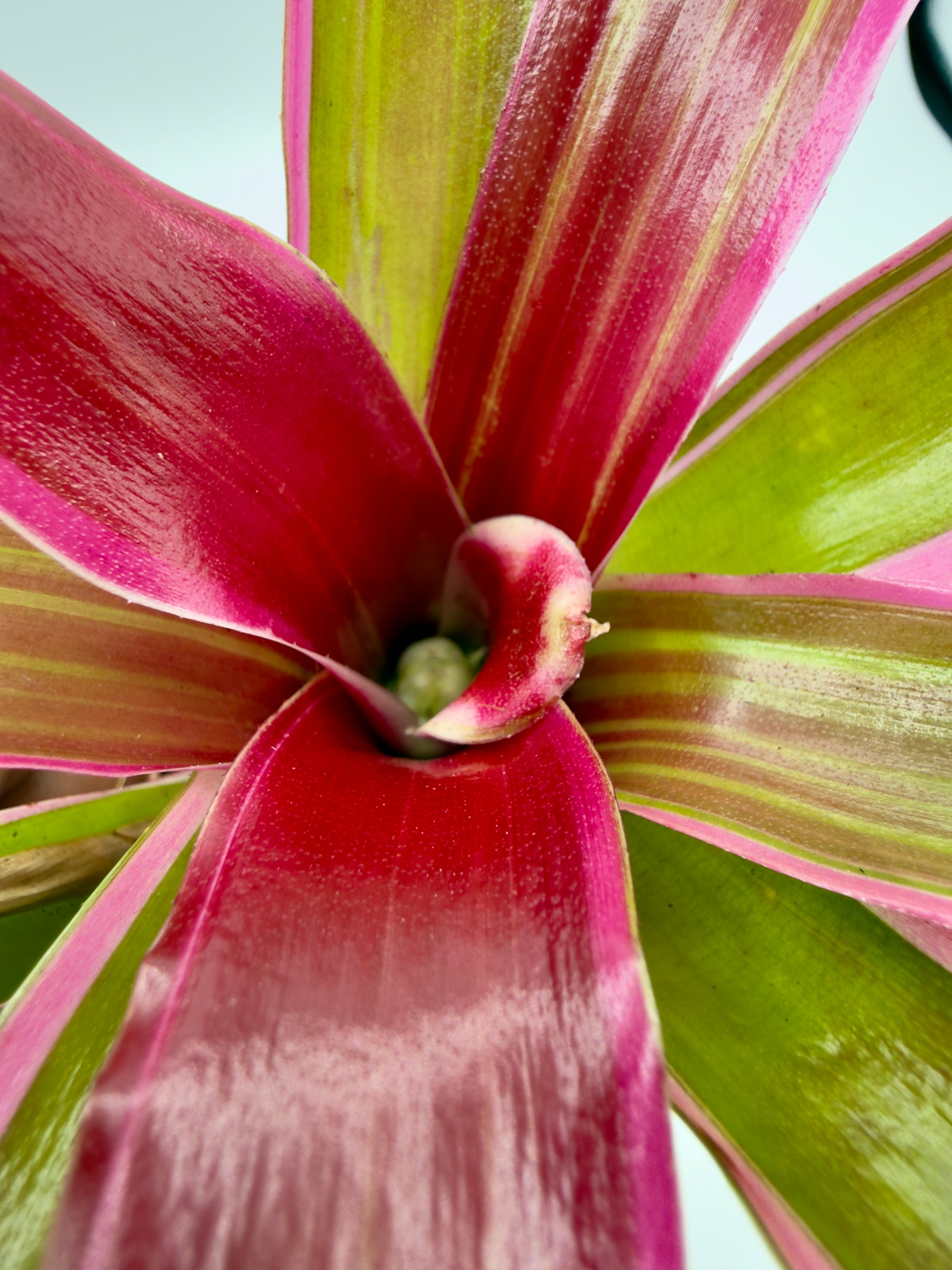 Baby Plant Neoregelia Striped Fireball (Vaso 5,5 cm) - La Bromelia Cangiante