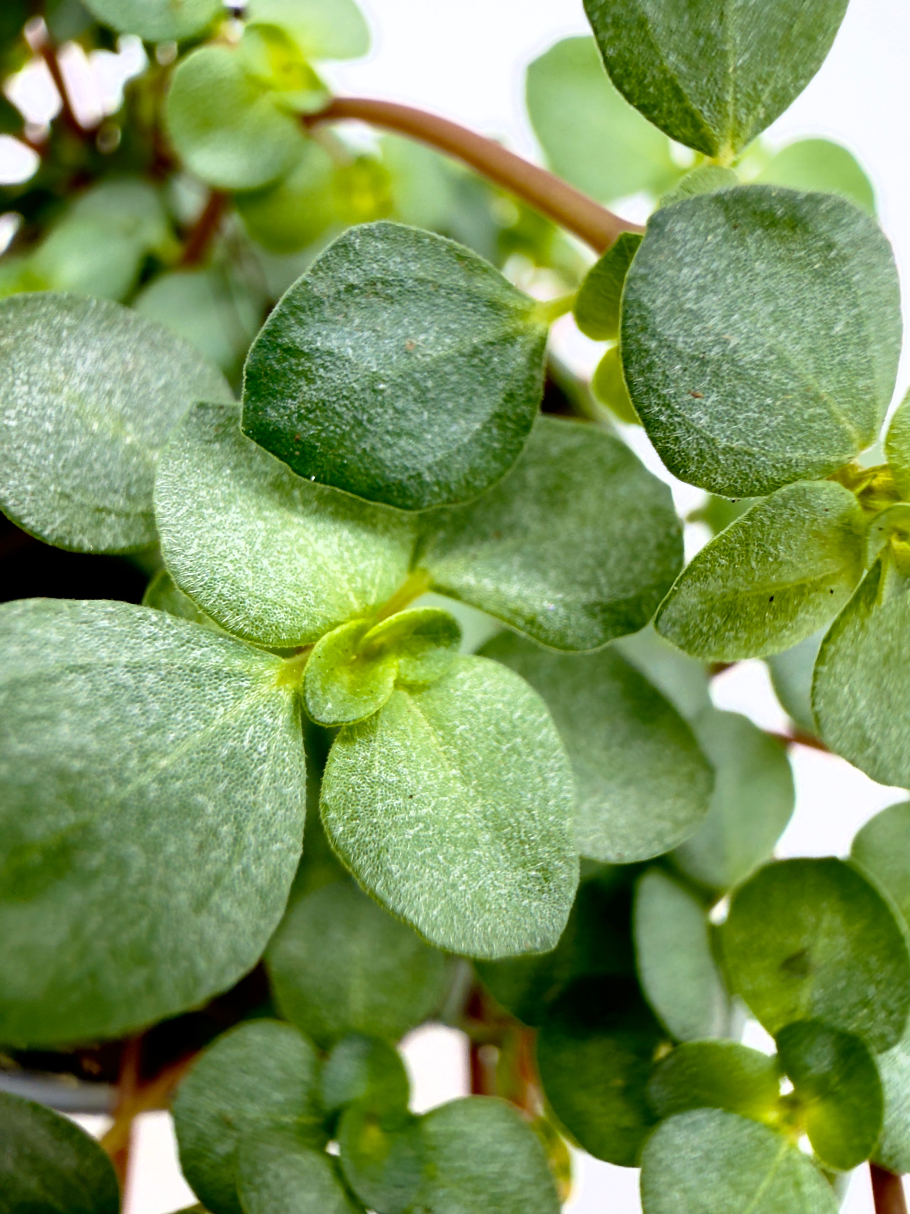 Baby Plant Pilea glaucophylla &