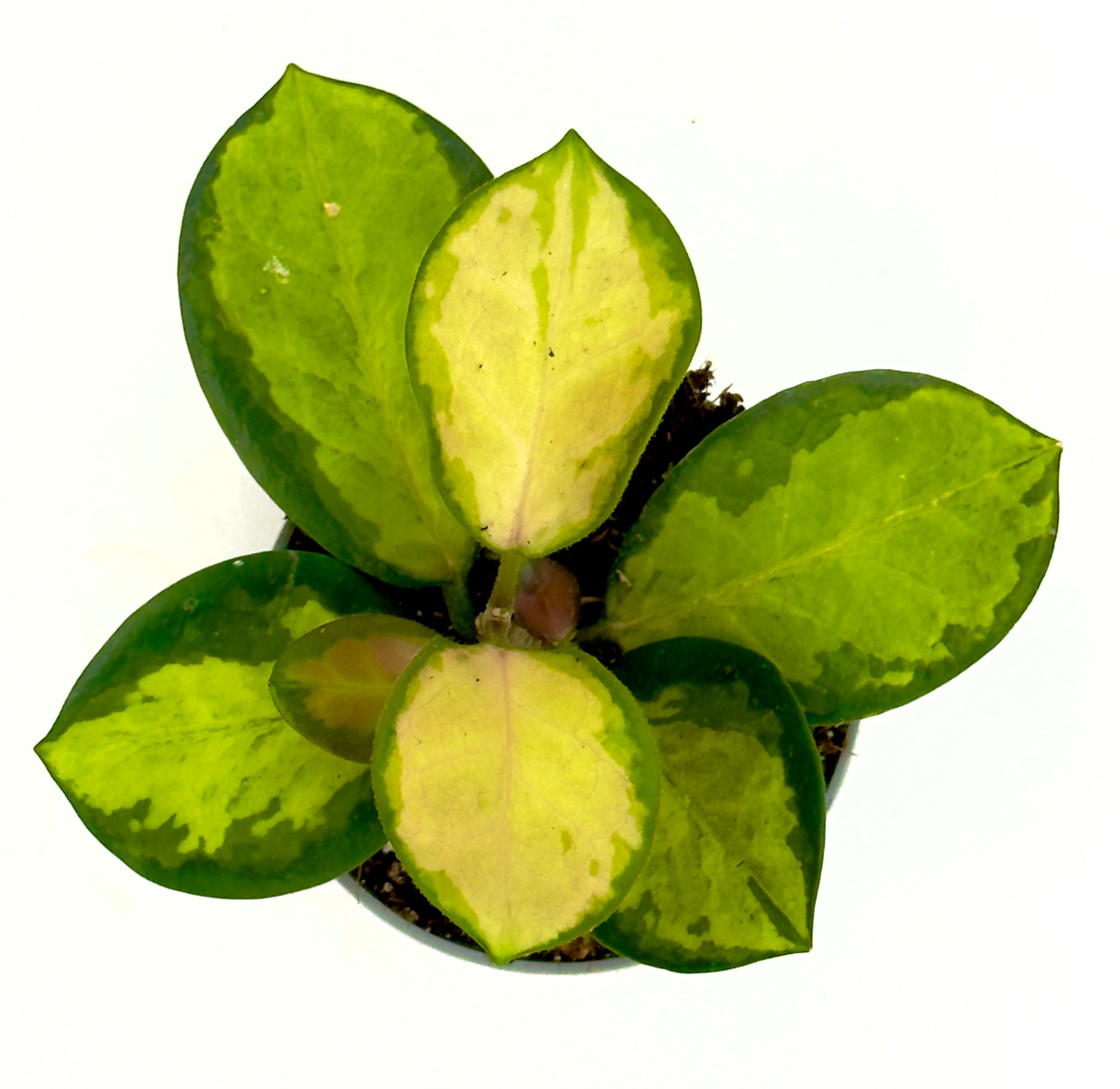 Baby Plant Hoya australis - L&
