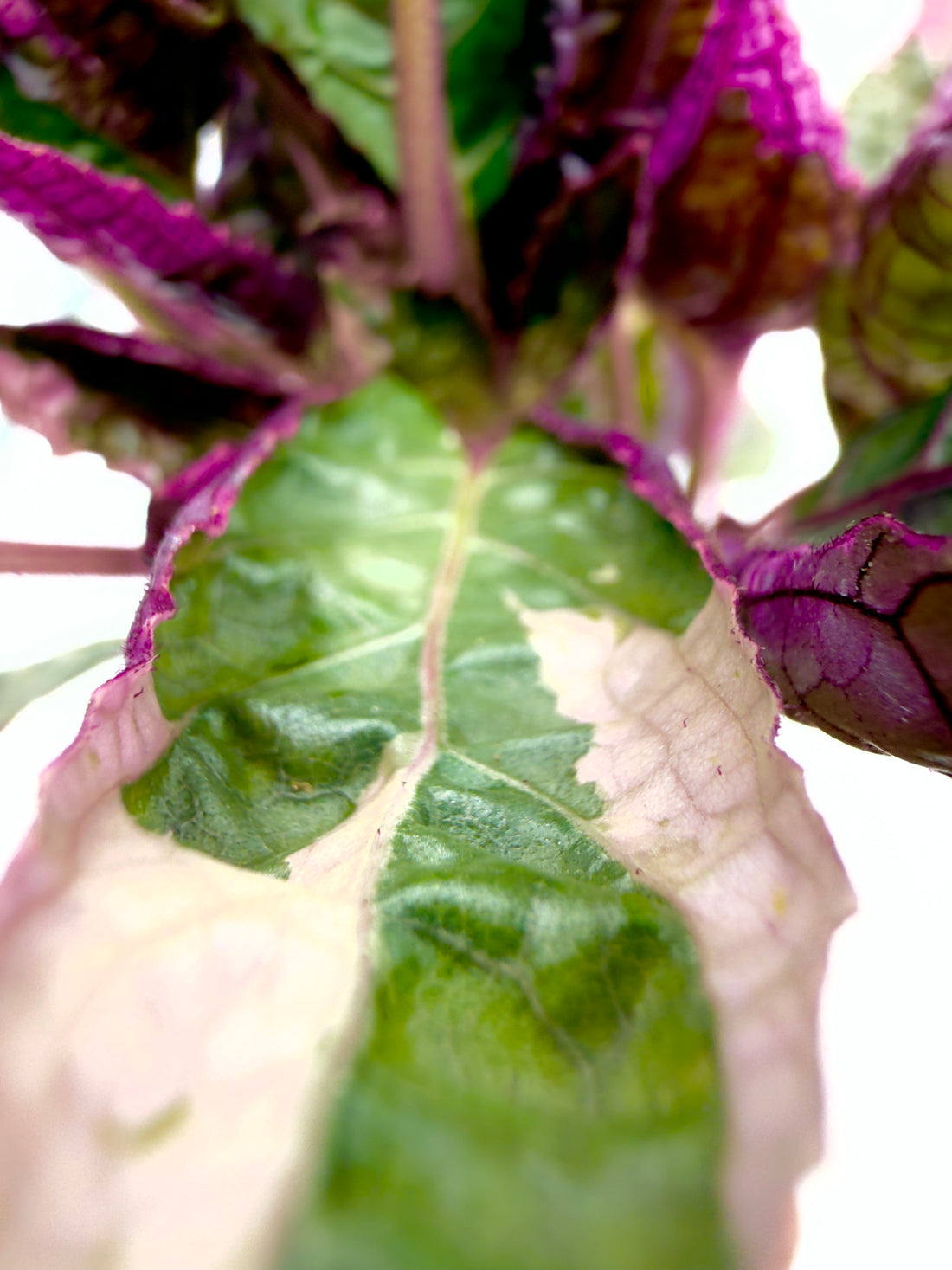Baby Plant Hemigraphis &