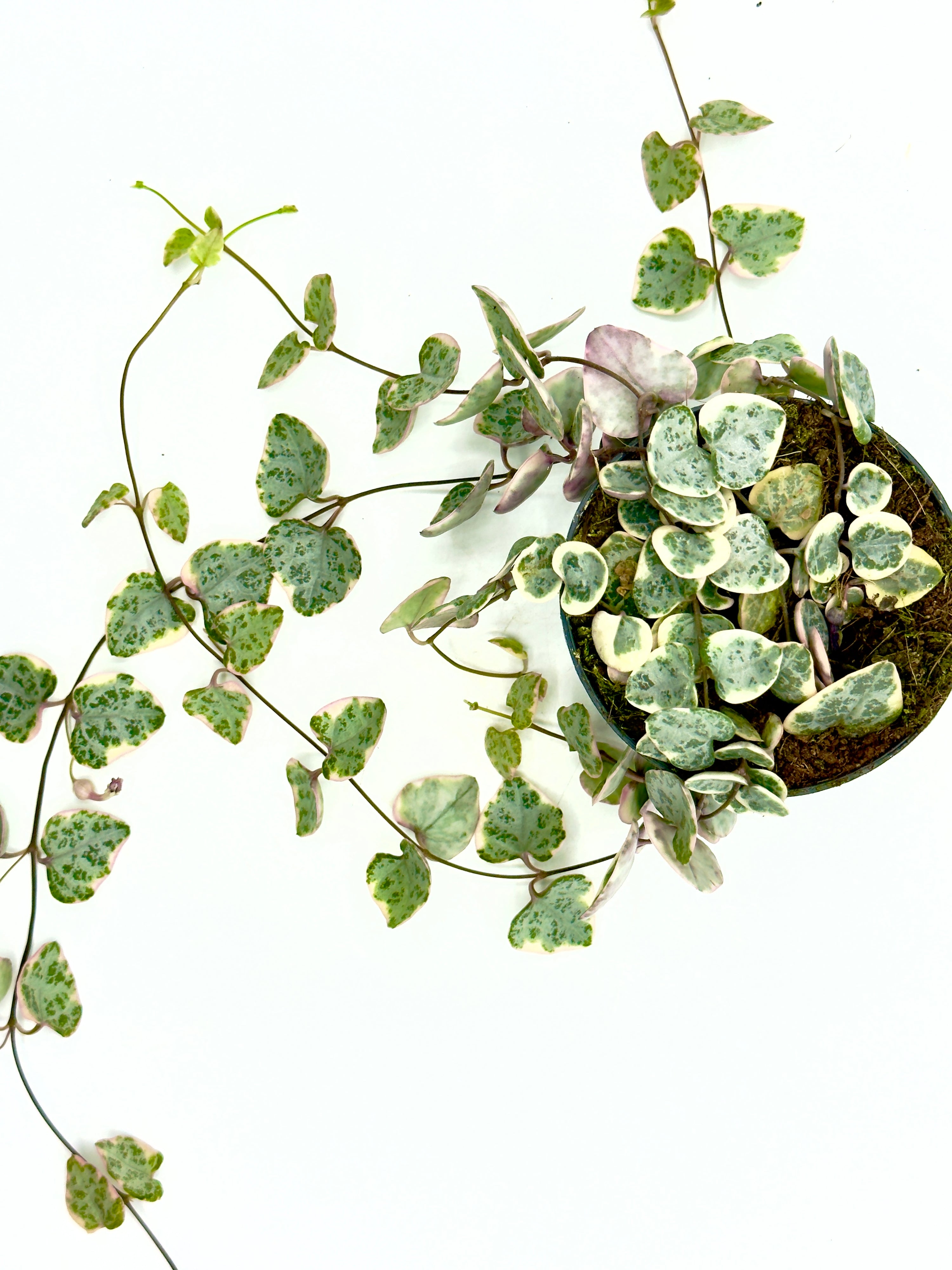 Ceropegia woodii &