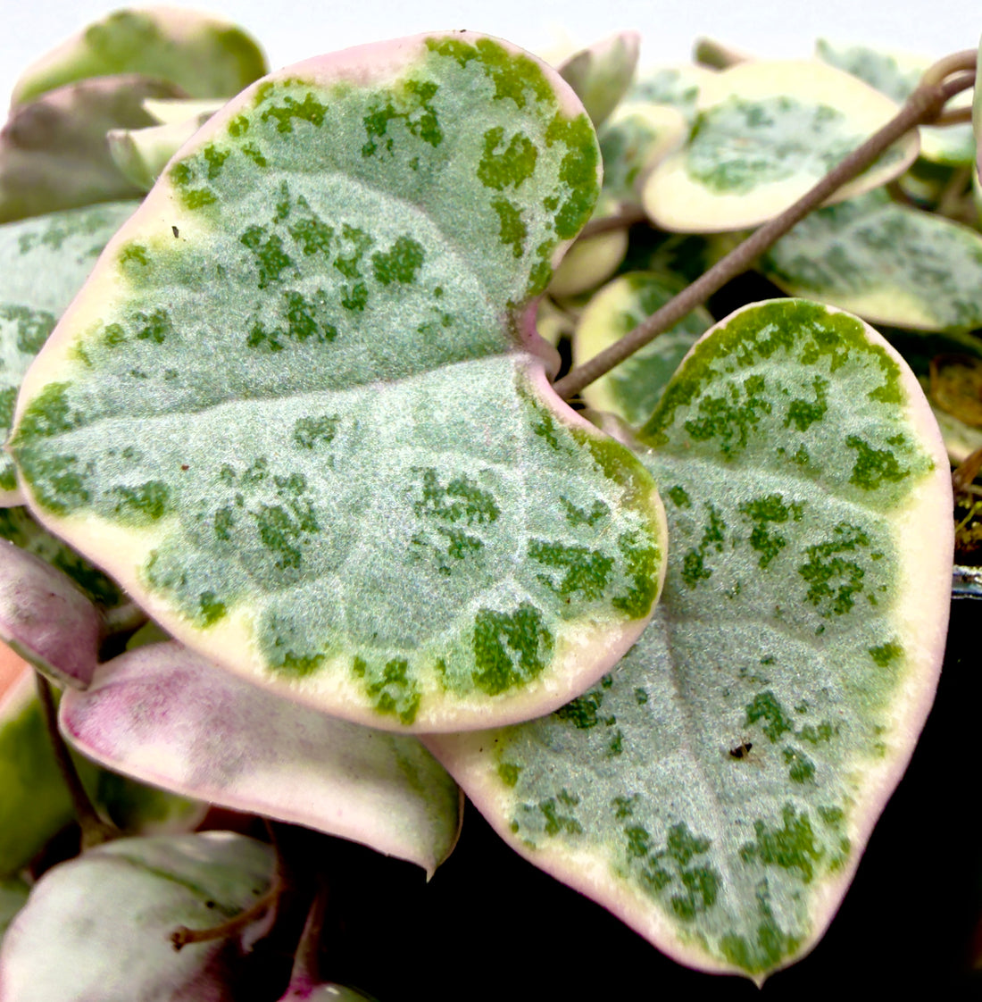 Ceropegia woodii &