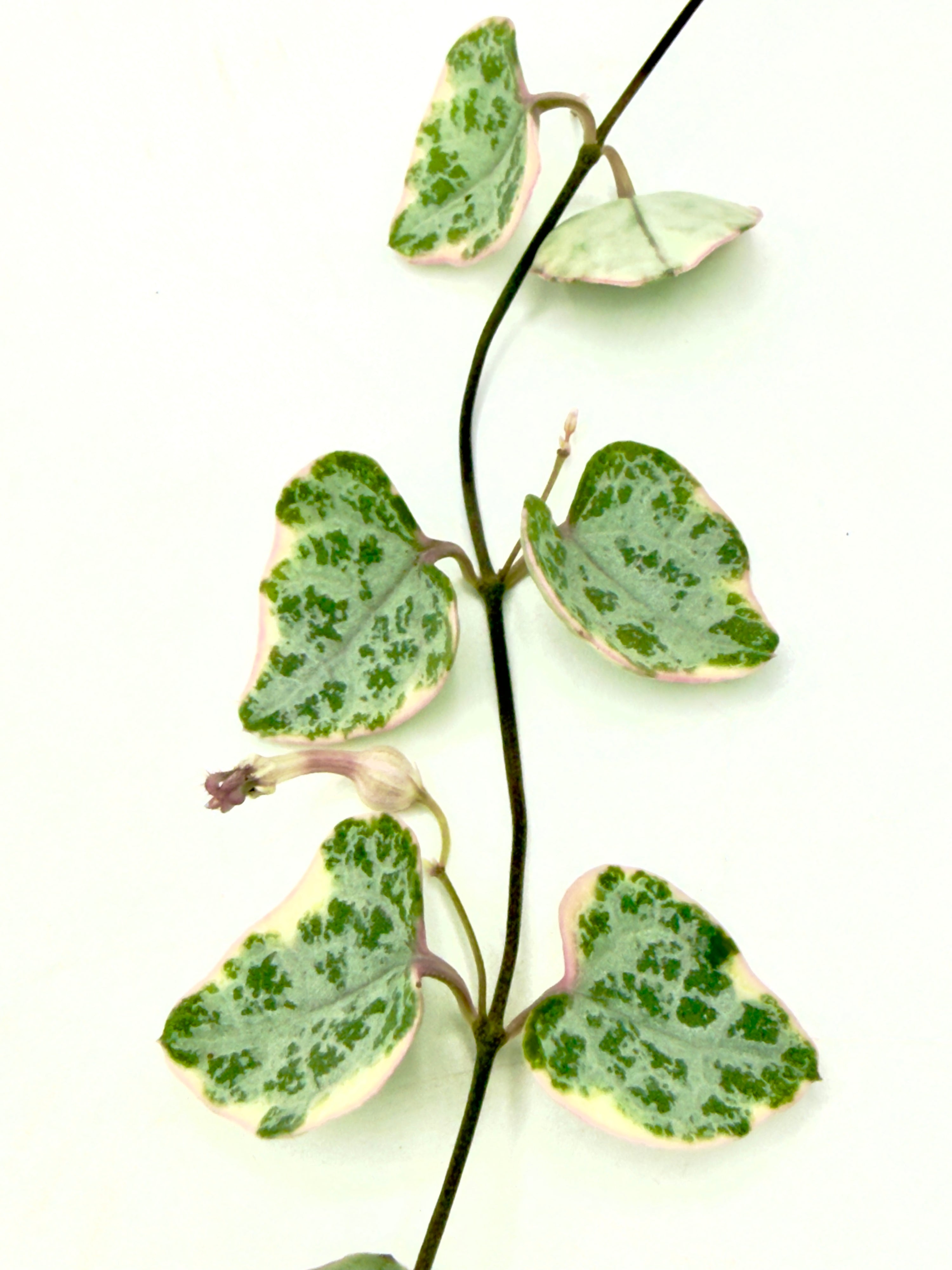 Ceropegia woodii &