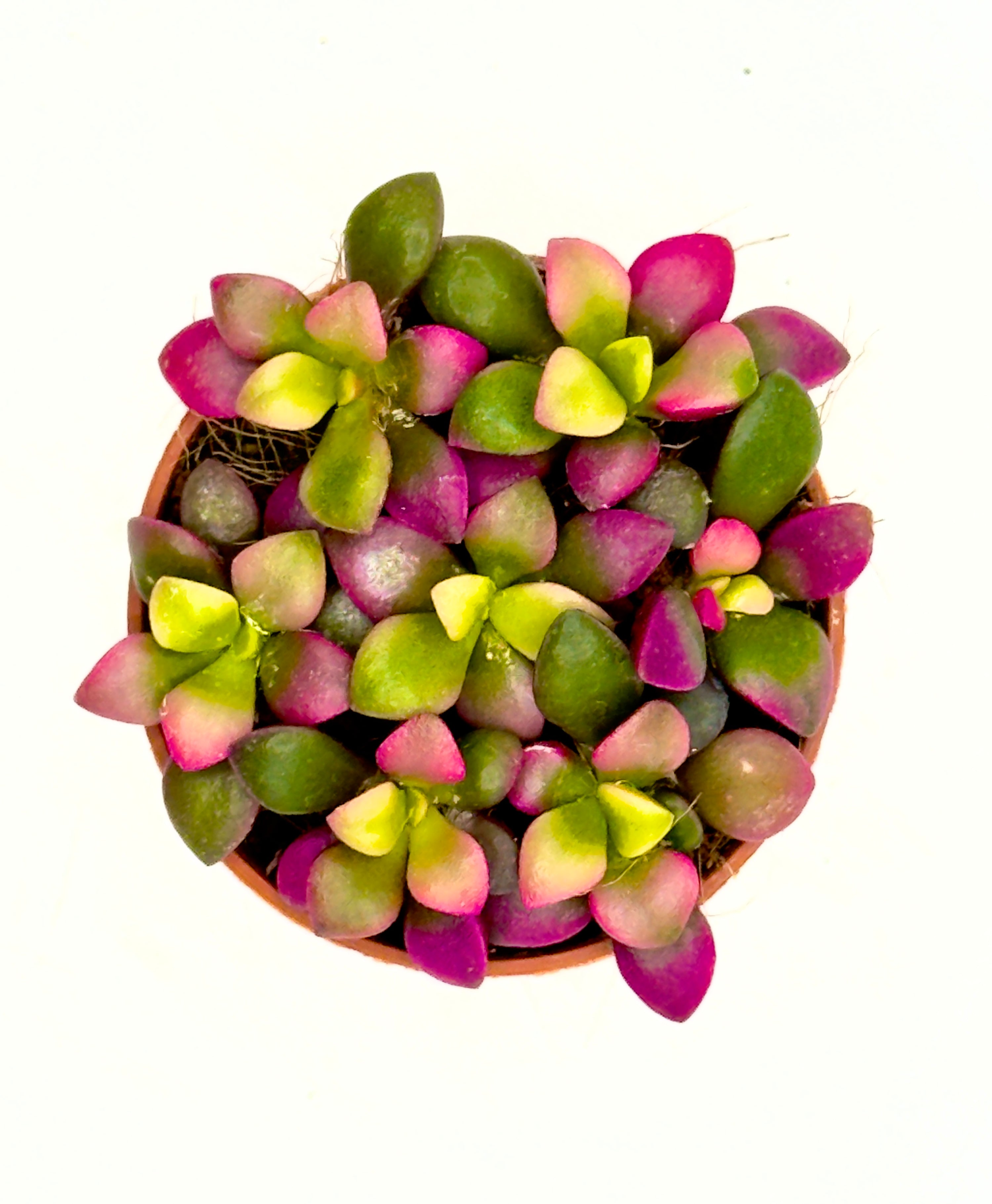 Baby Plant Anacampseros rufescens - La Succulenta Arcobaleno (Vaso 5,5 cm)