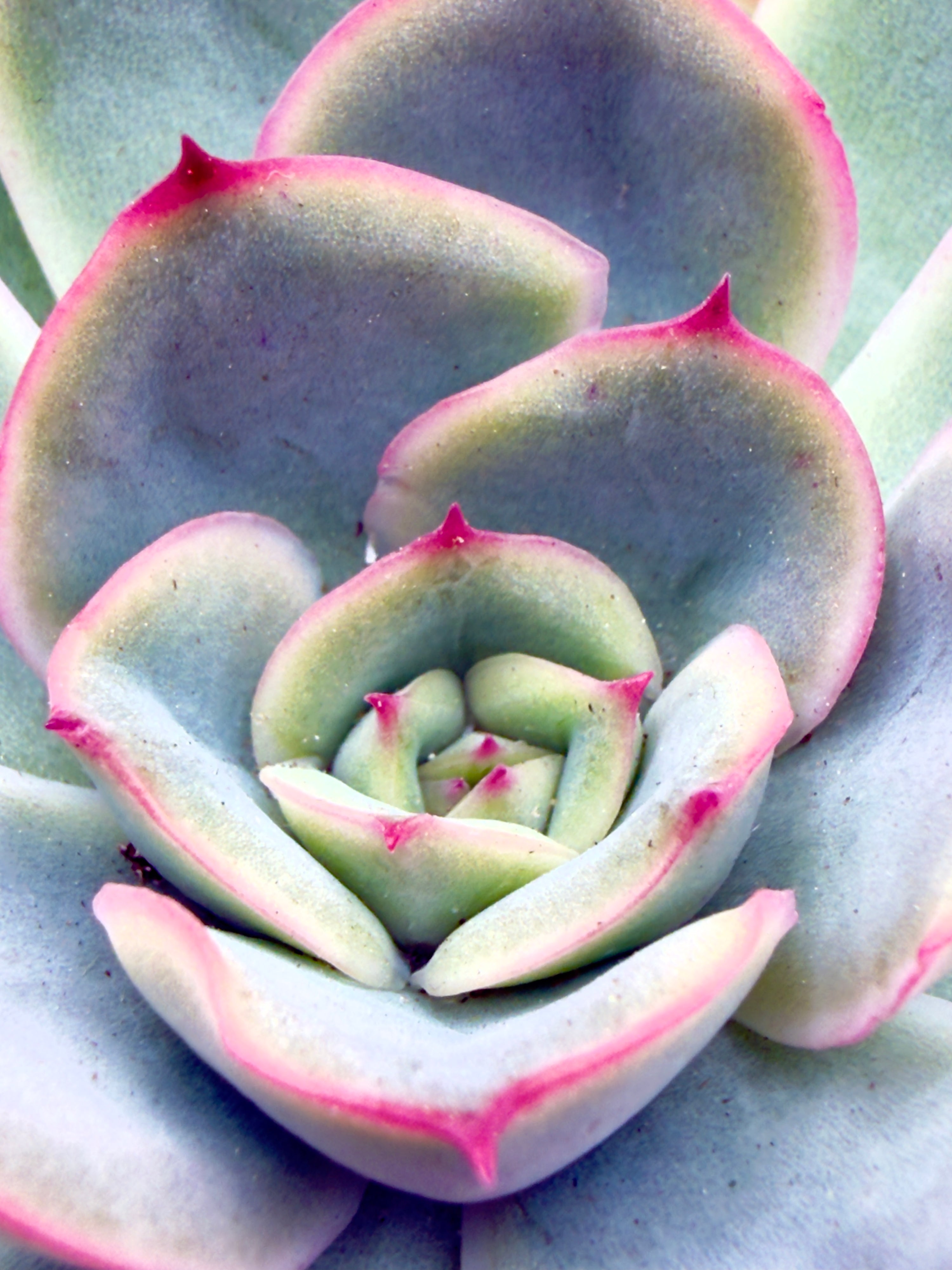 Baby Plant Echeveria &